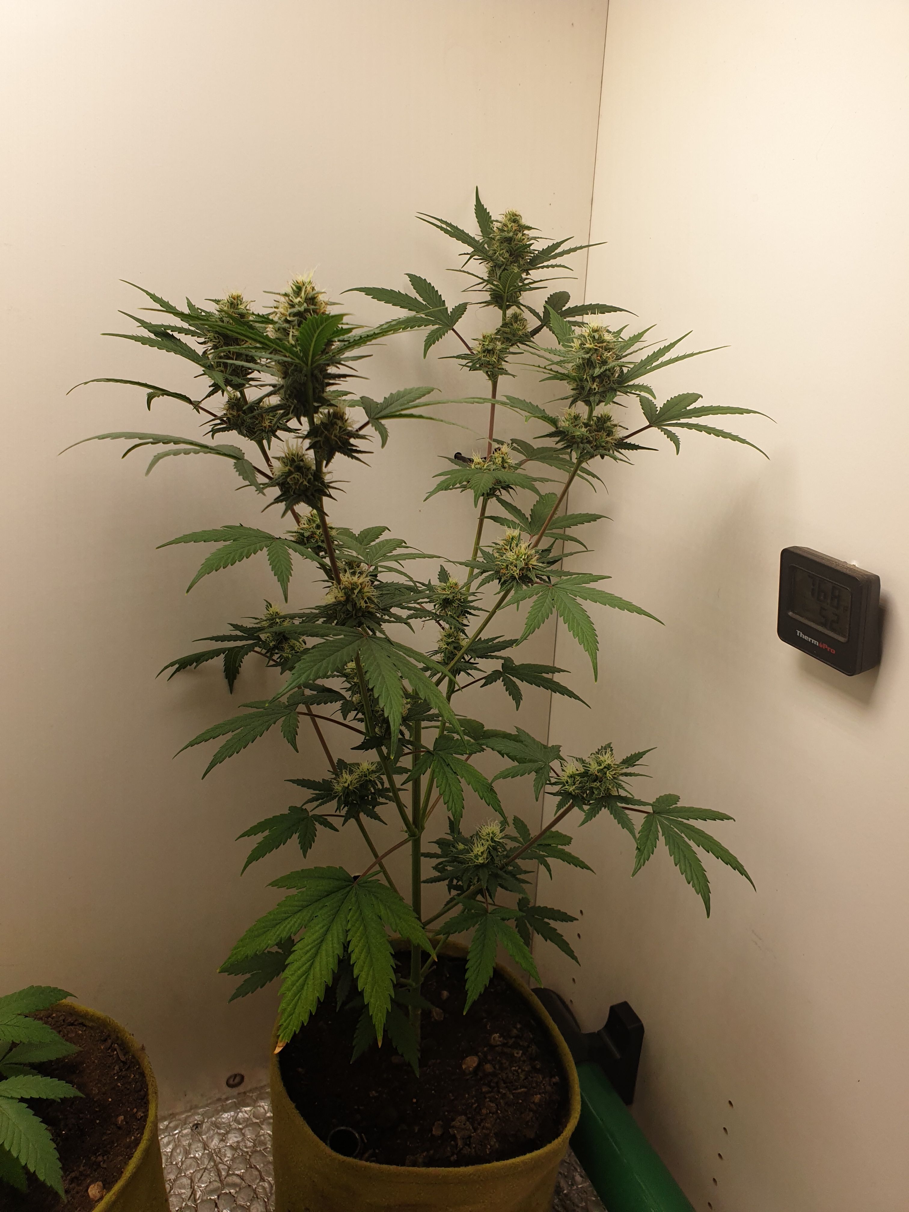 Straw banana 1 2024 growlog photo 12