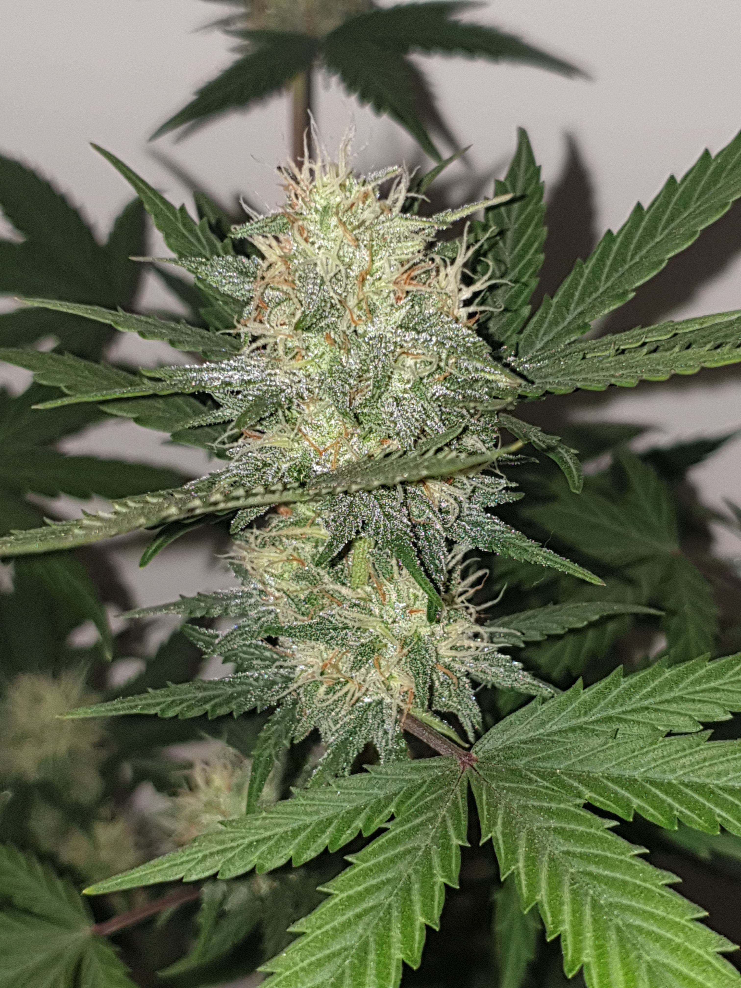 Straw banana 1 2024 growlog photo 9