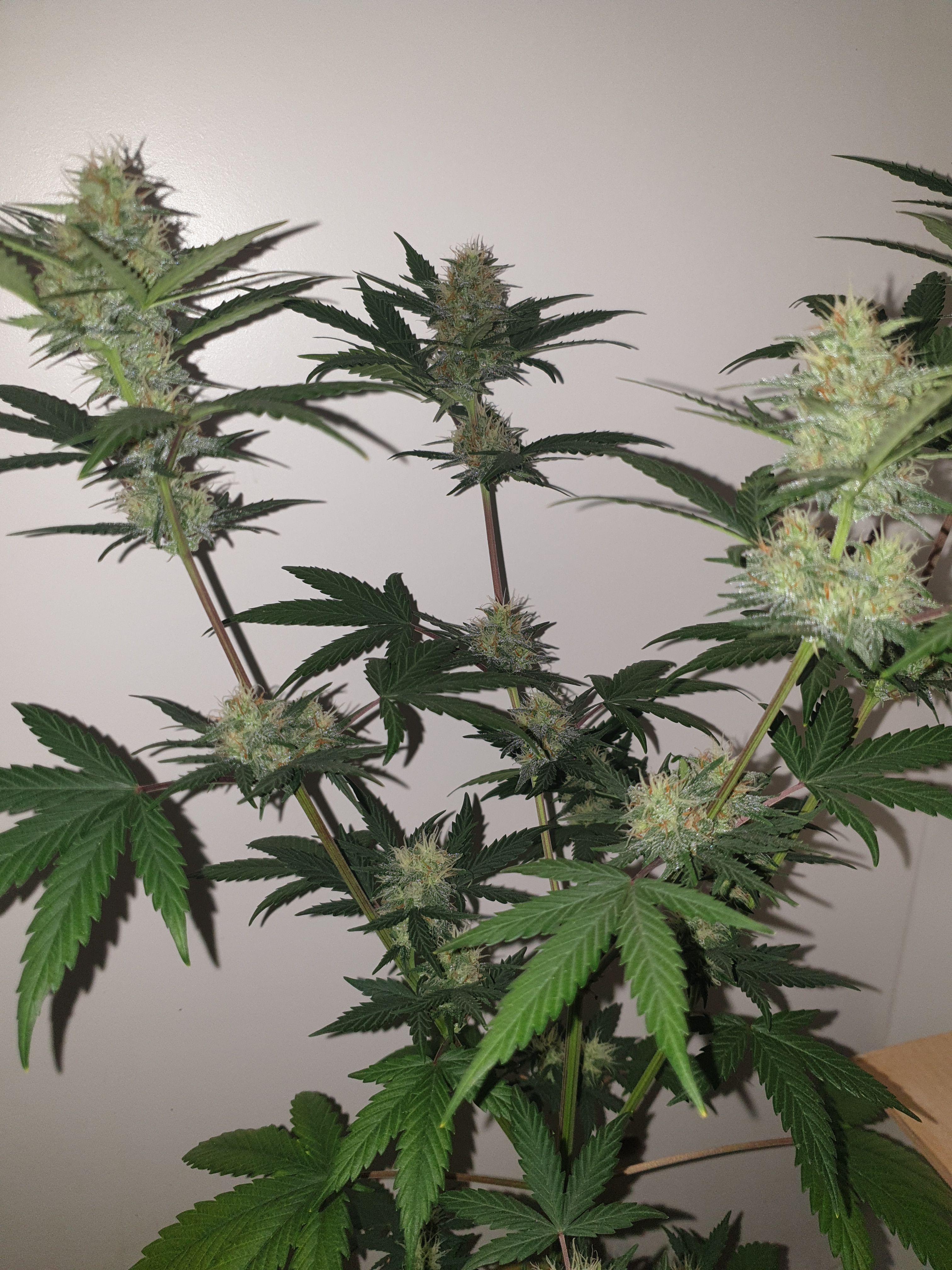 Straw banana 1 2024 growlog photo 10