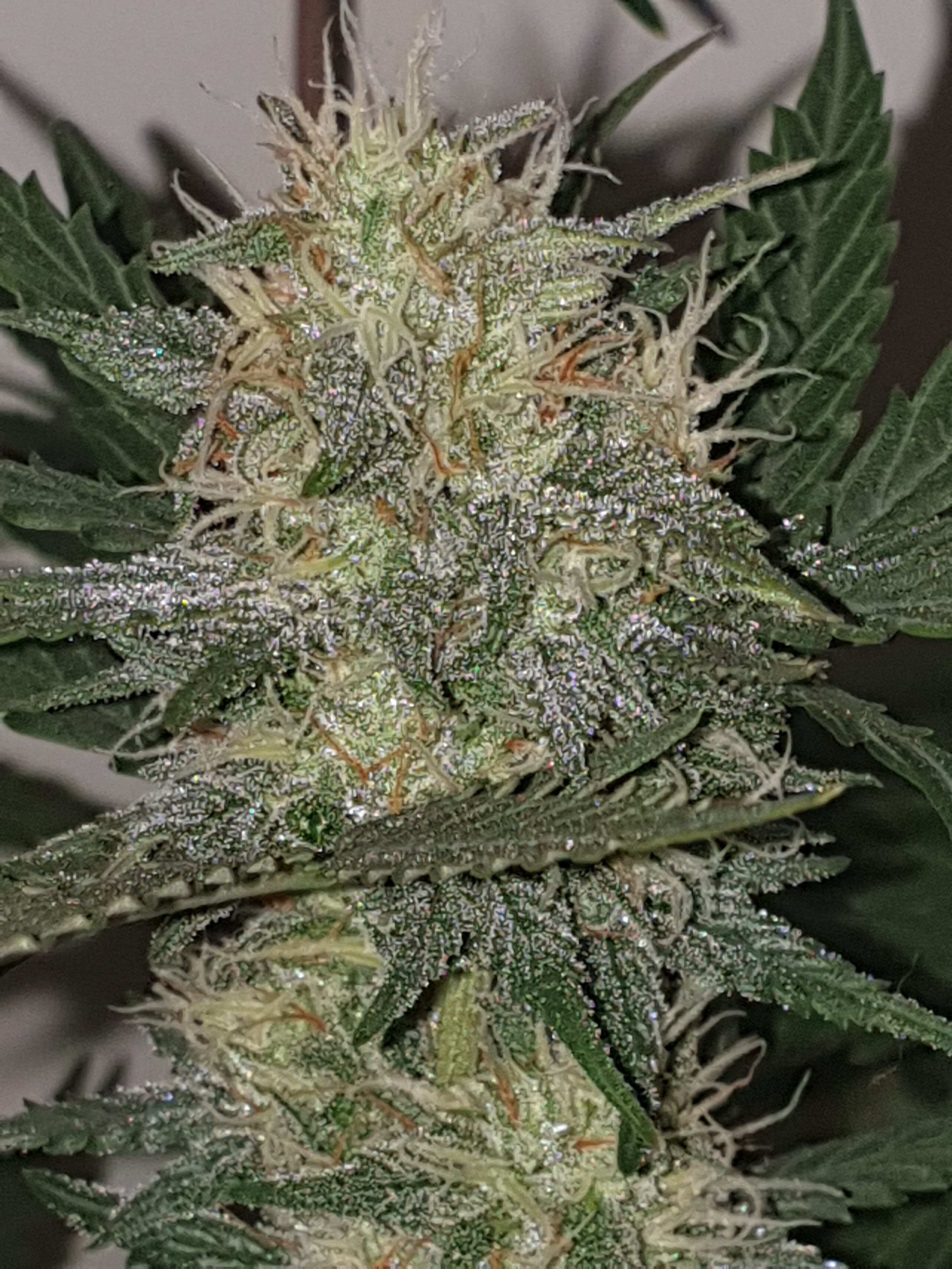 Straw banana 1 2024 growlog photo 13