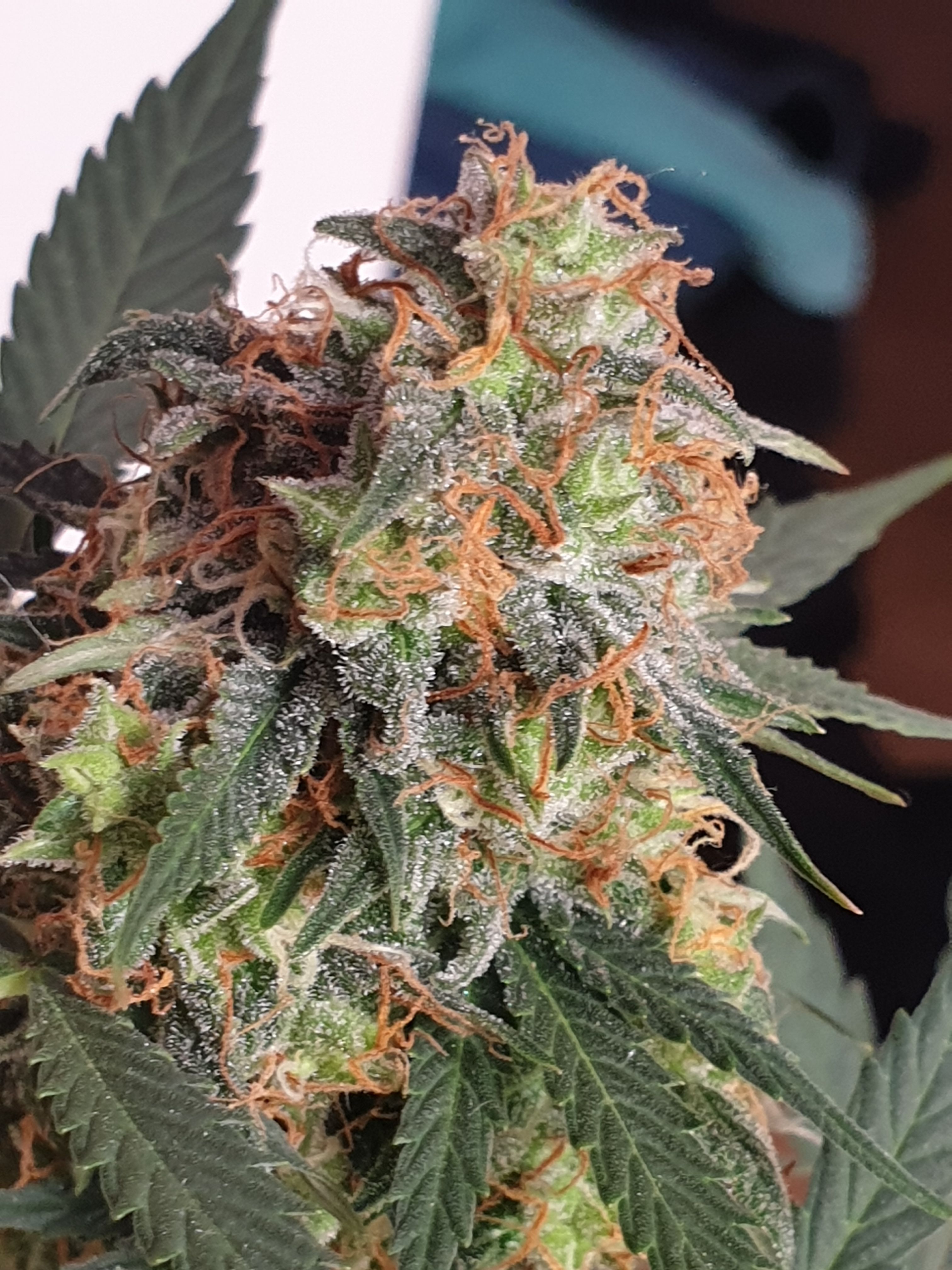 Bluedream growlog header