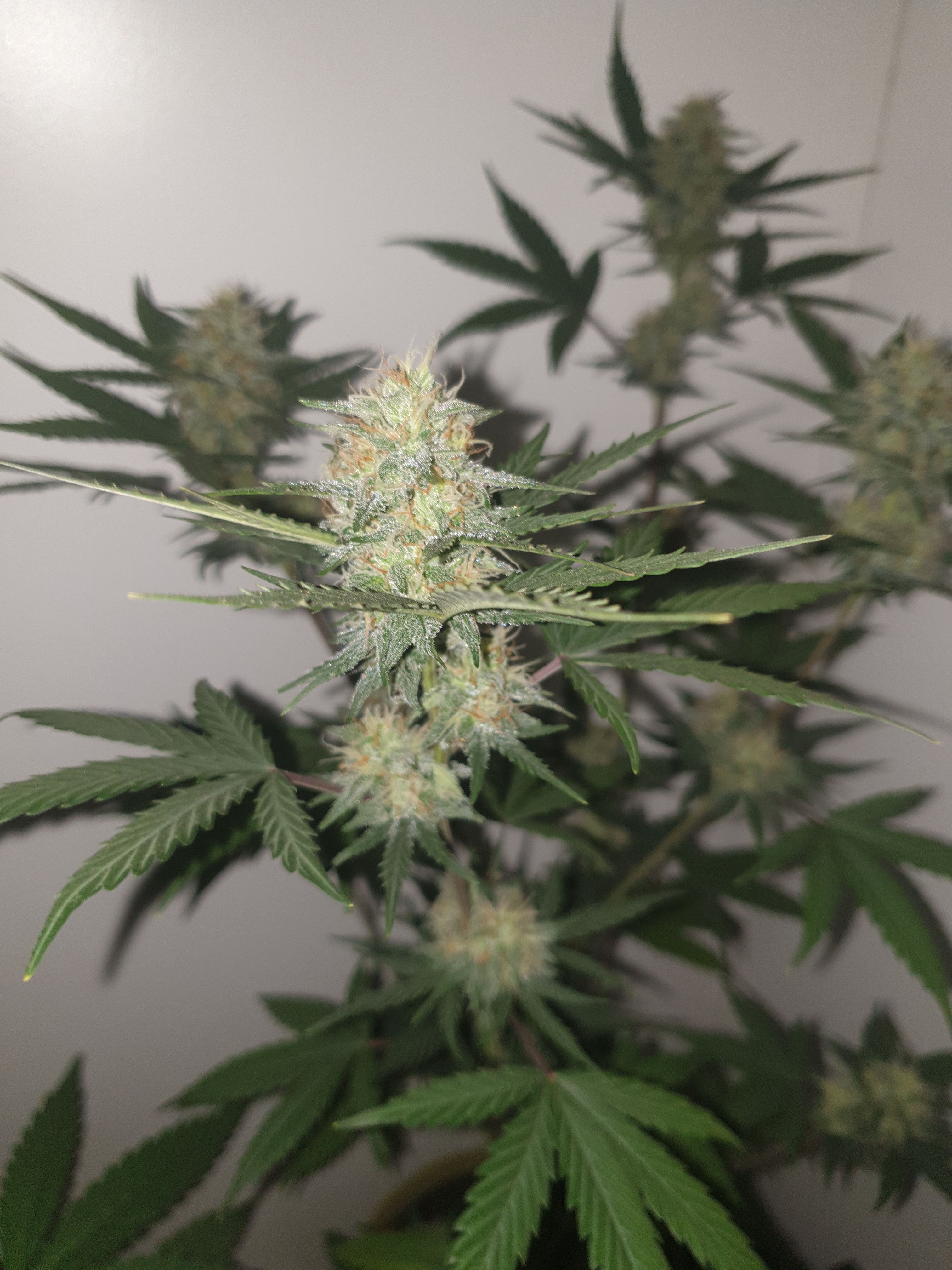 Straw banana 1 2024 growlog photo 14