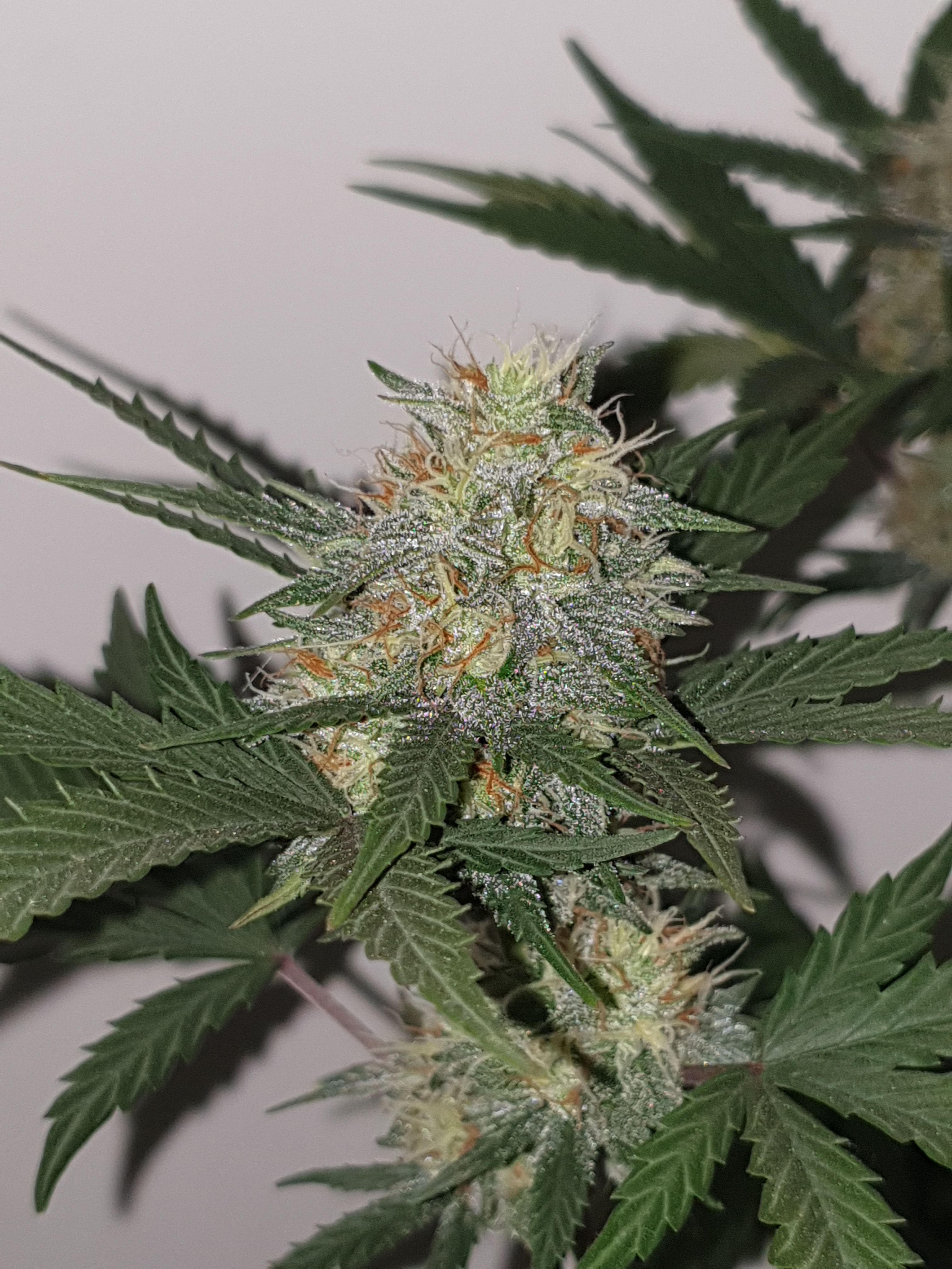 Straw banana 1 2024 growlog photo 16