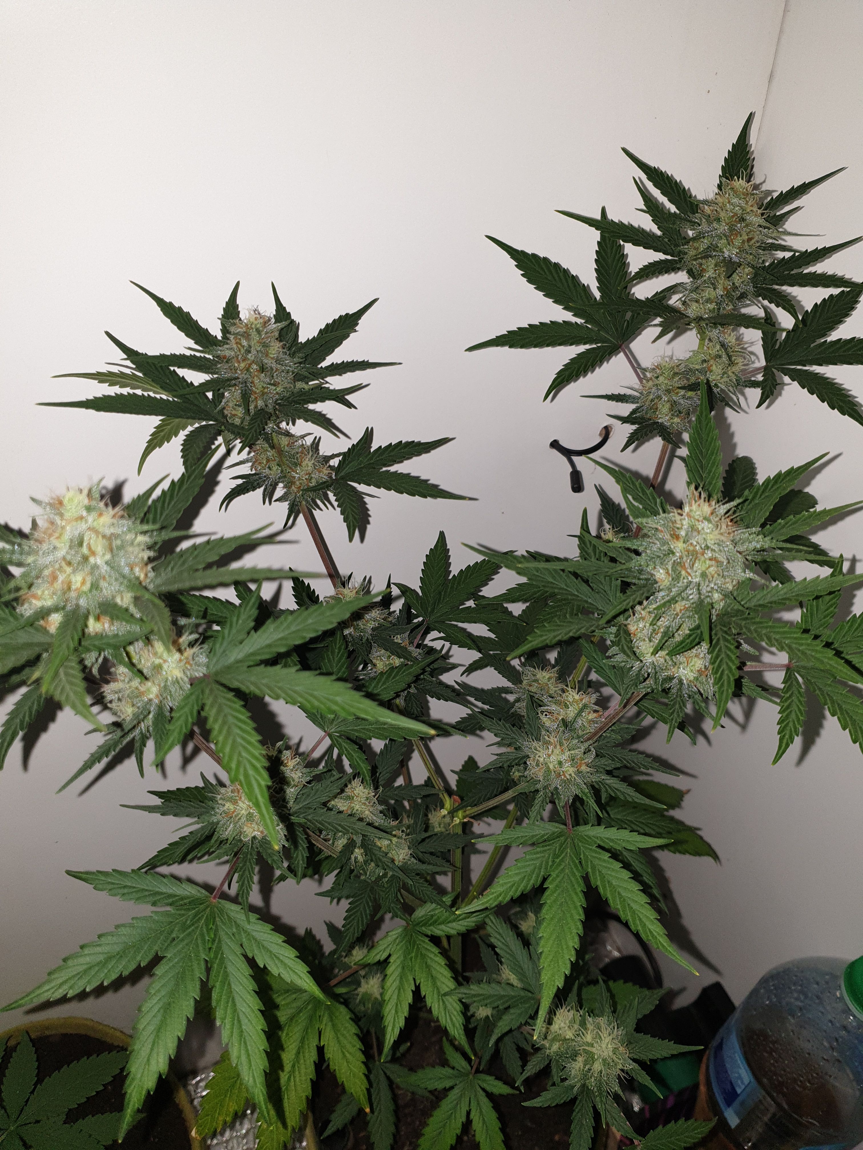 Straw banana 1 2024 growlog photo 15