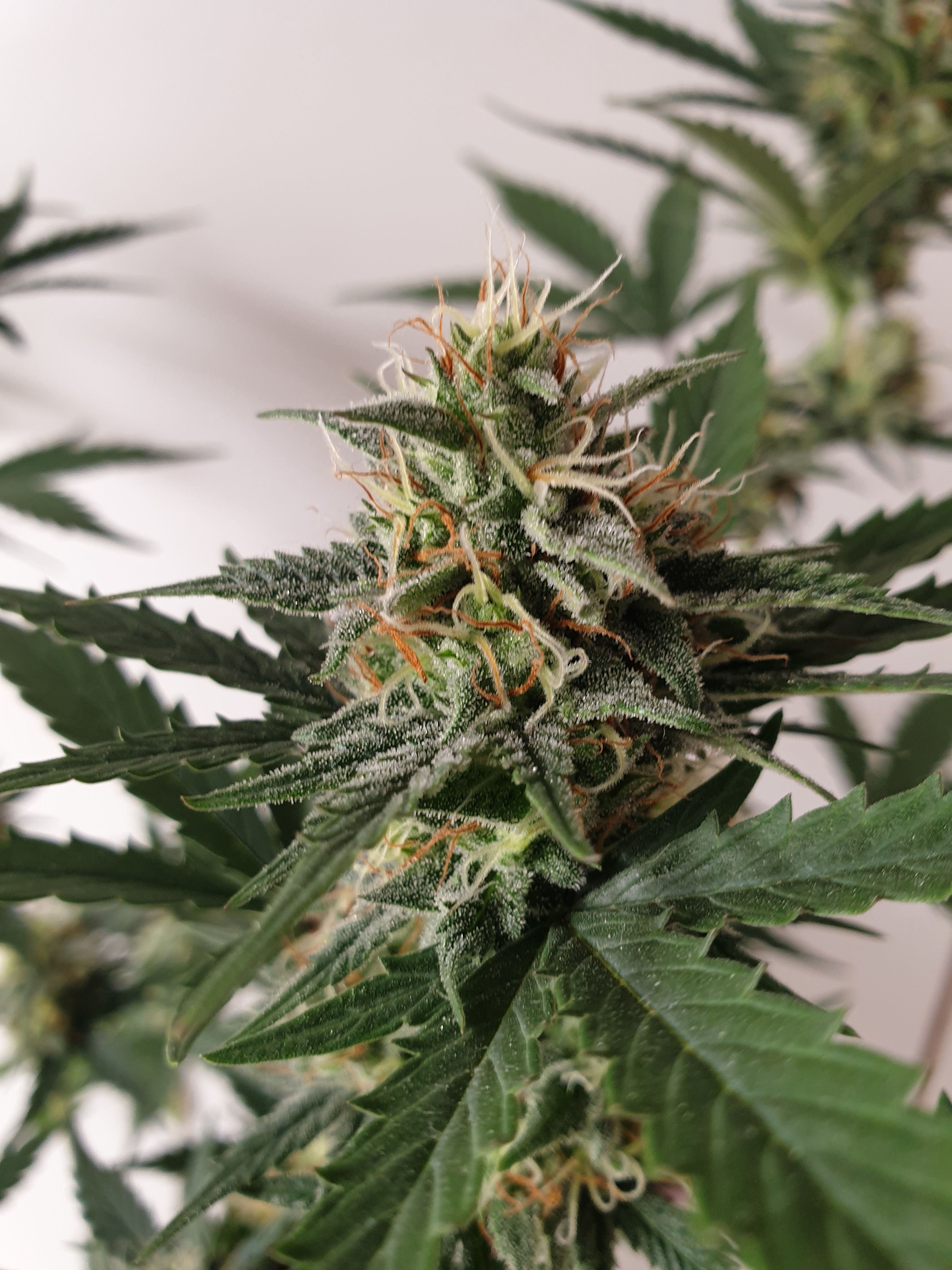 Straw banana 1 2024 growlog photo 17