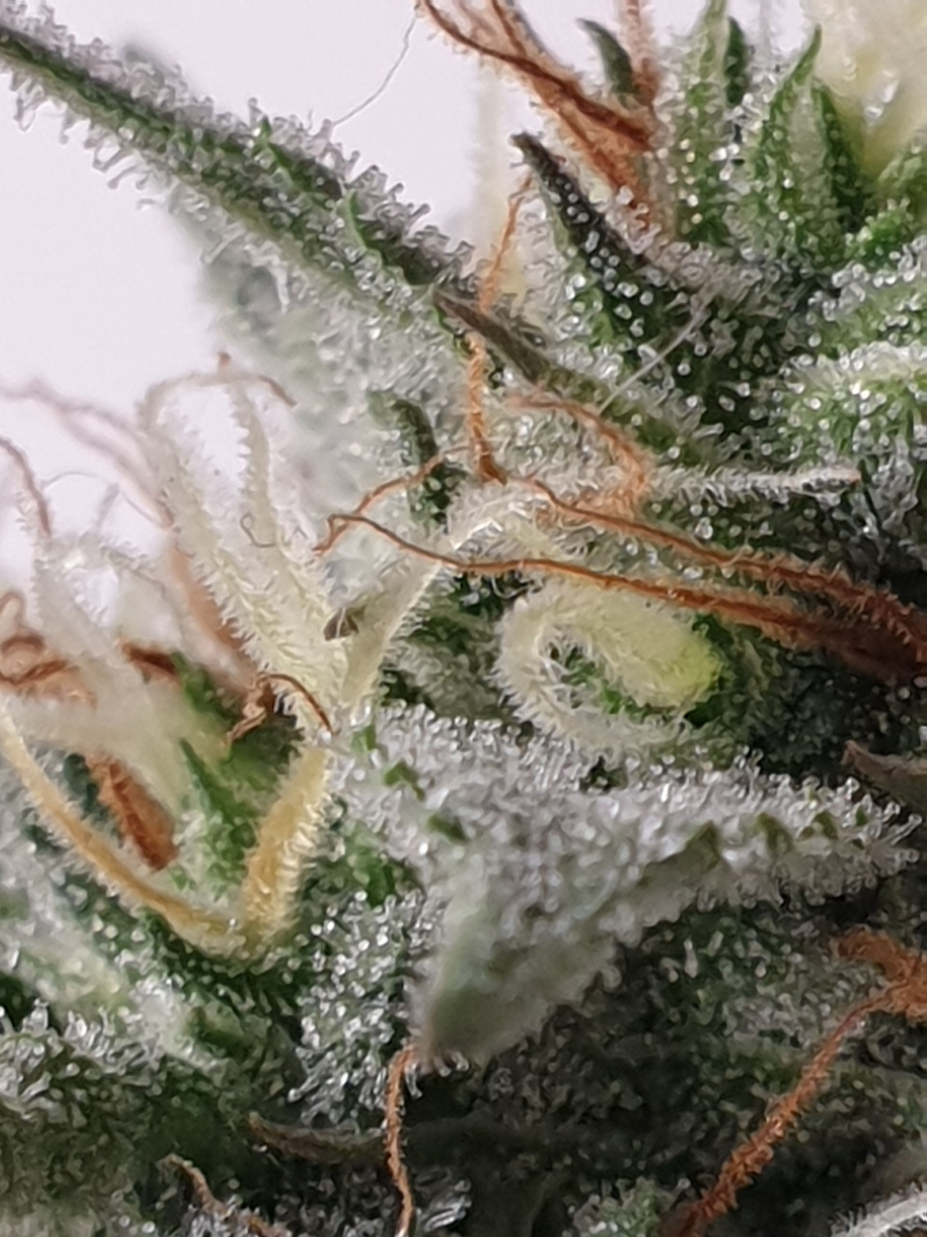 Straw banana 1 2024 growlog photo 18