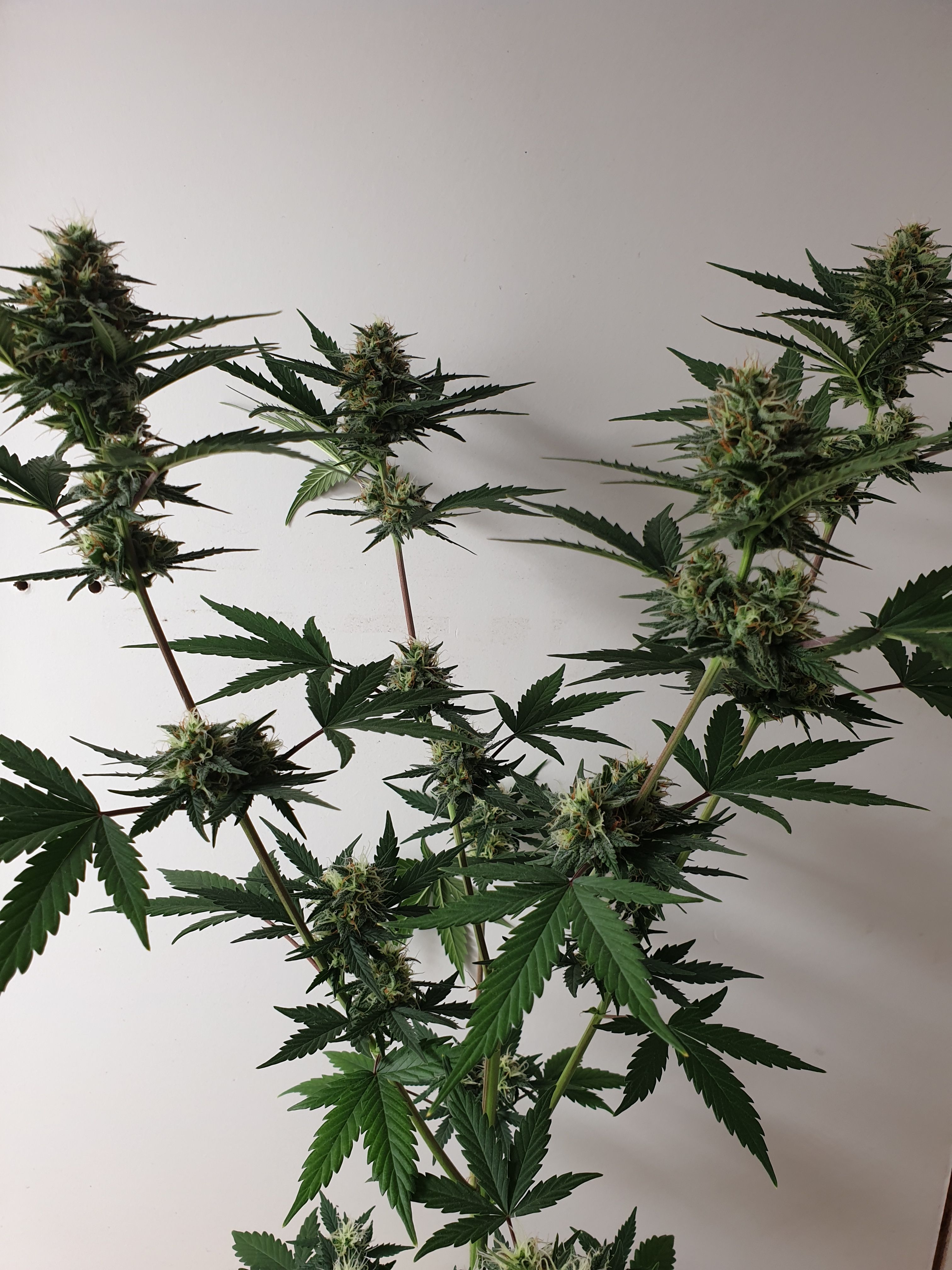 Straw banana 1 2024 growlog photo 19