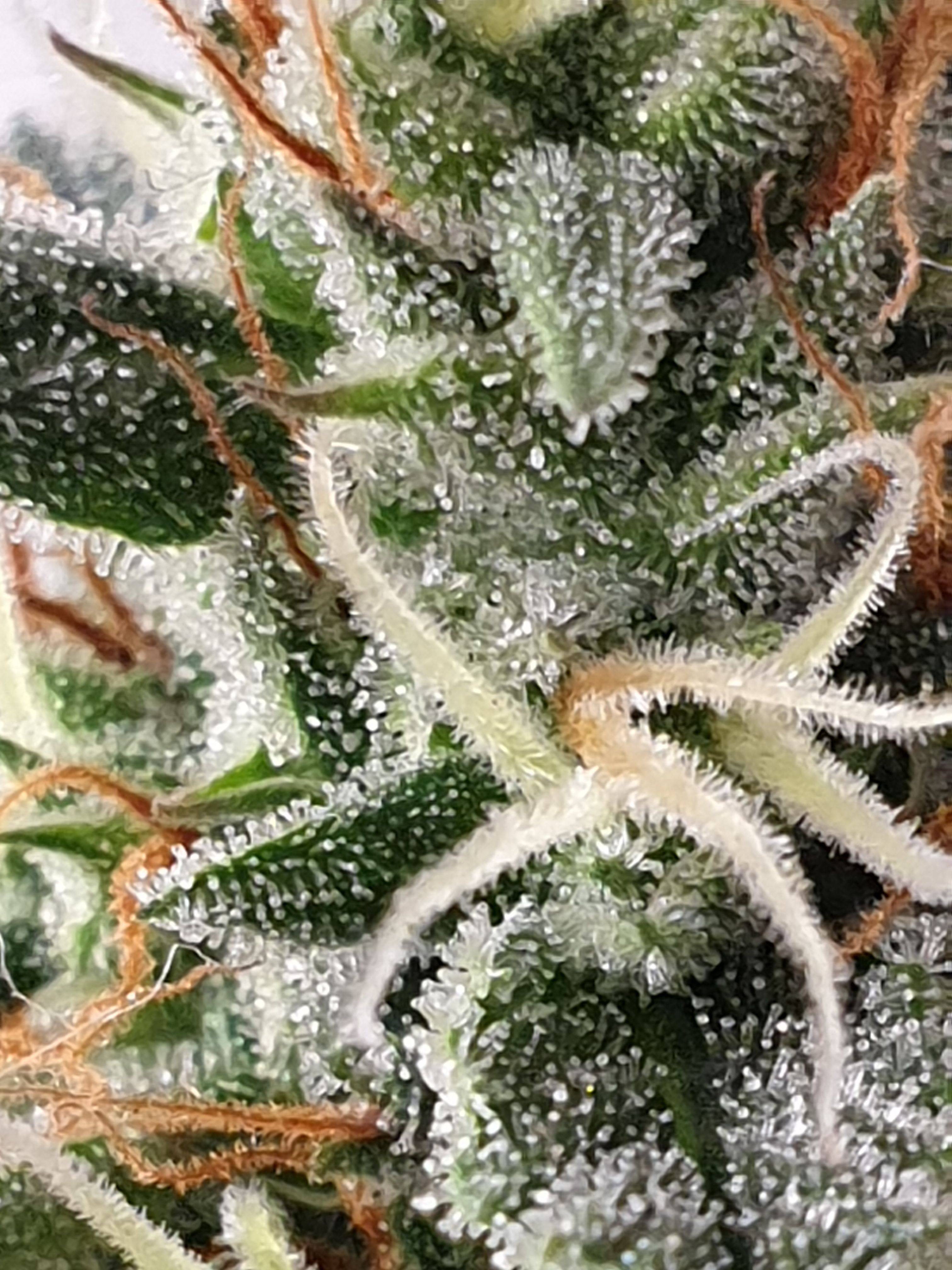 Straw banana 1 2024 growlog photo 20