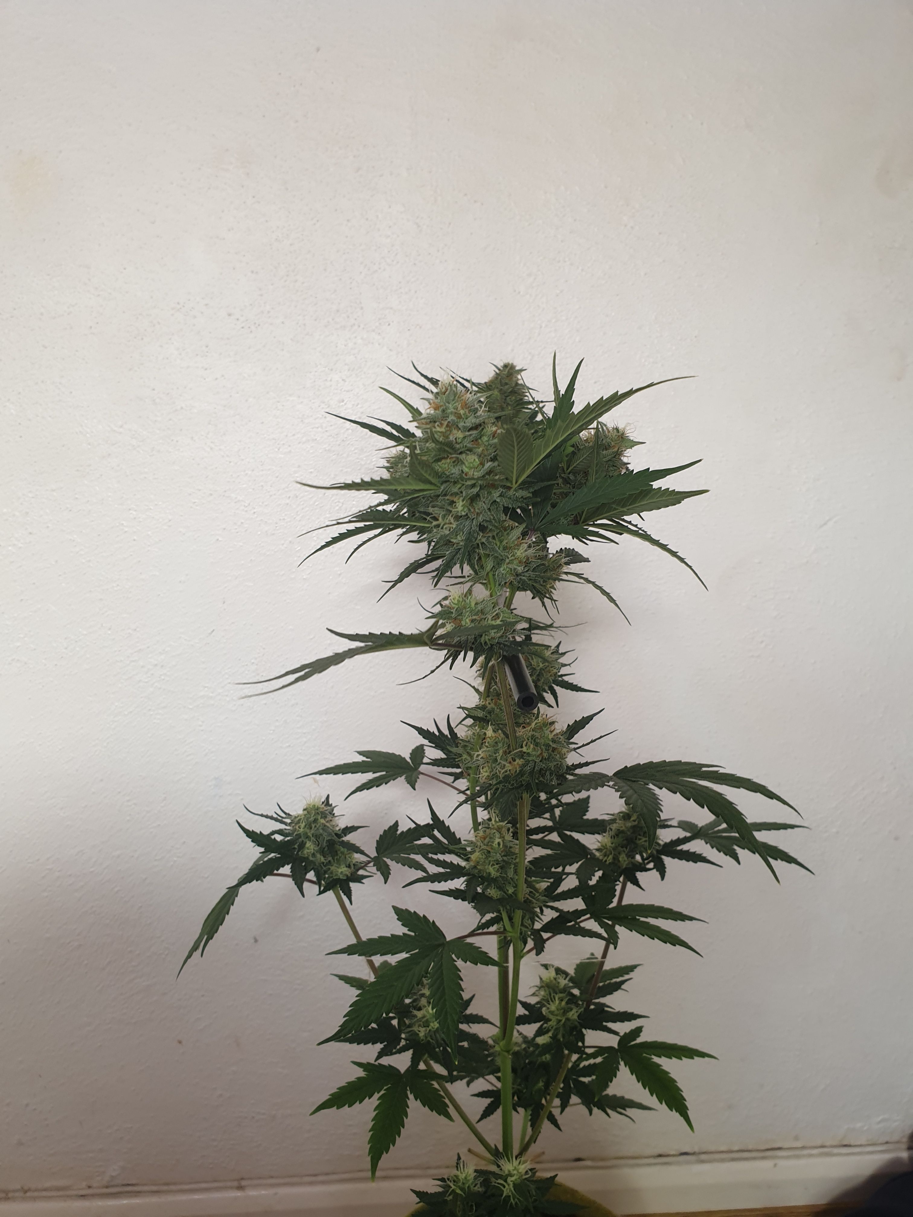 Straw banana 1 2024 growlog photo 22