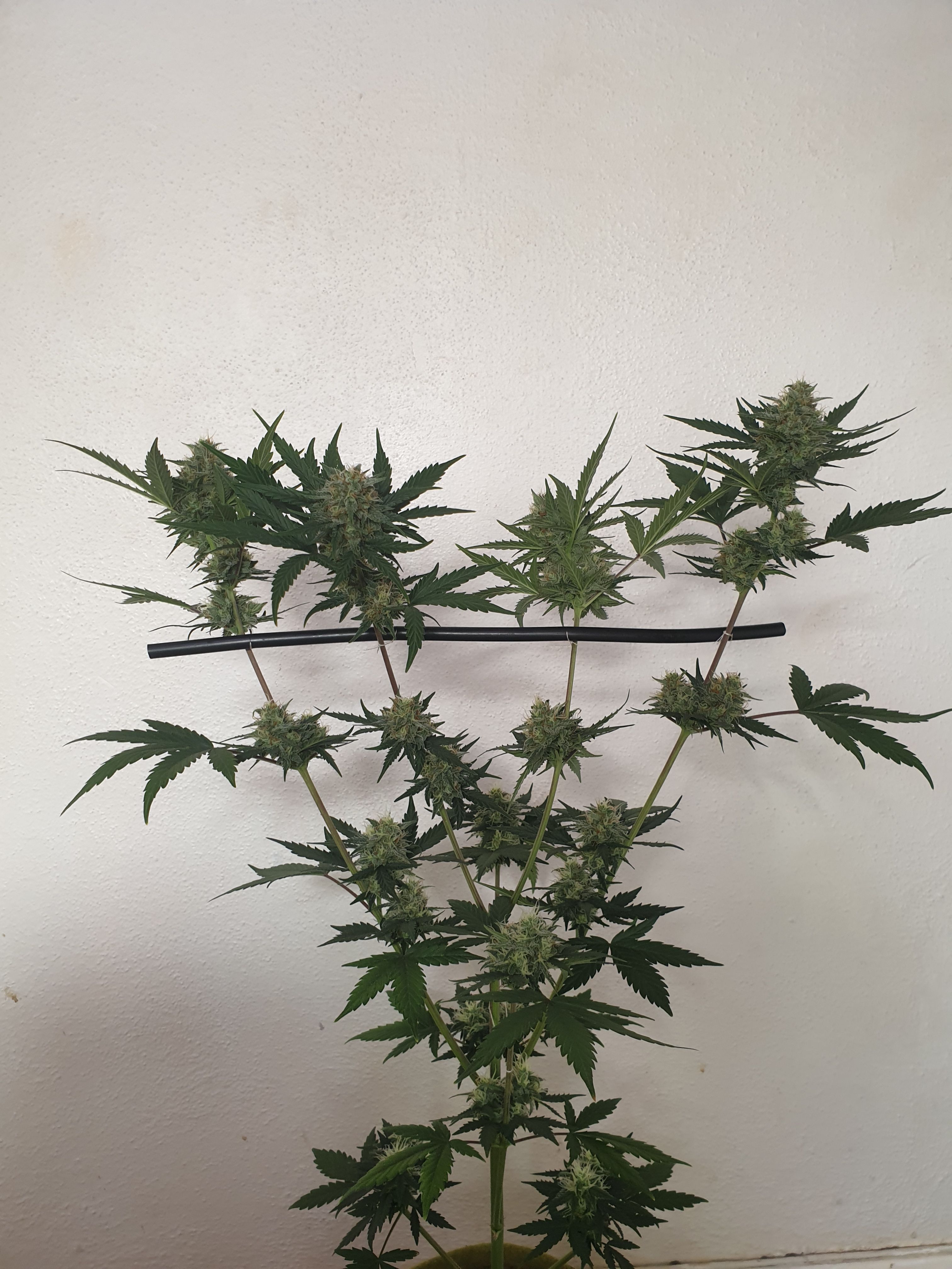 Straw banana 1 2024 growlog photo 21