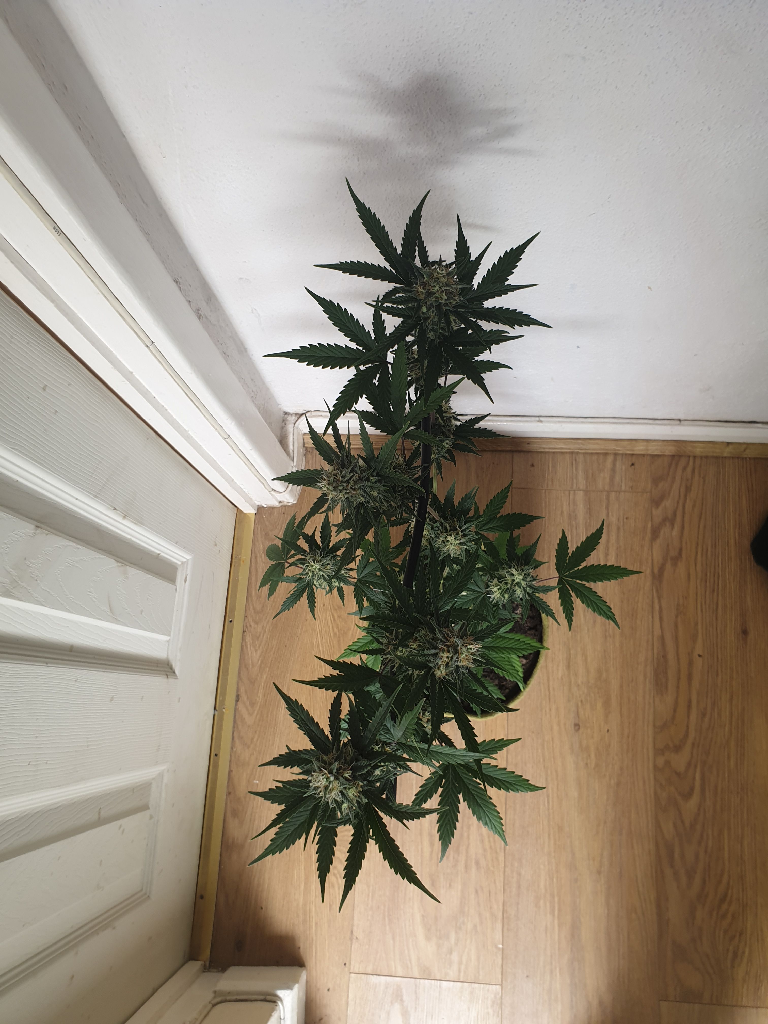 Straw banana 1 2024 growlog photo 23