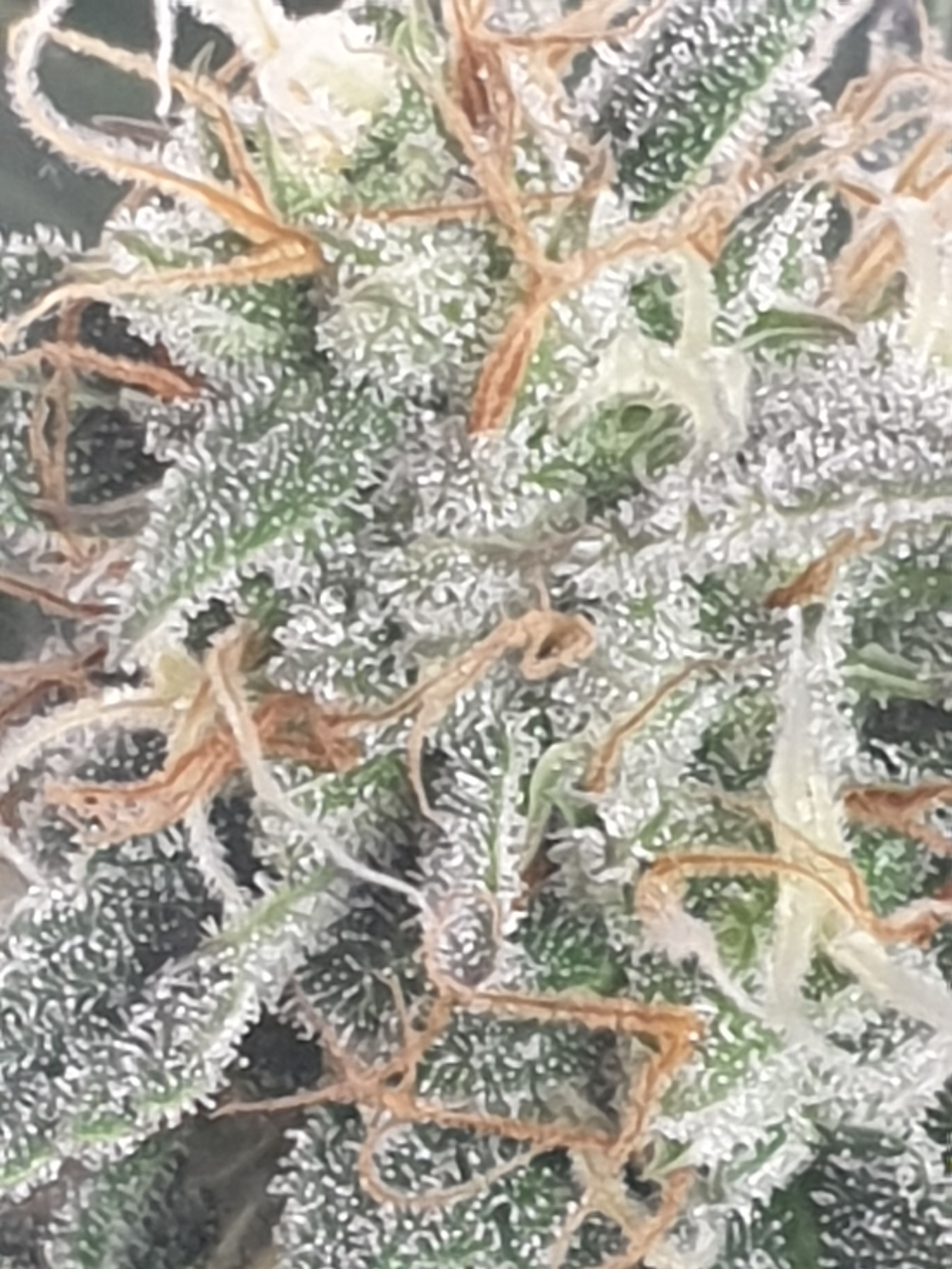 Straw banana 1 2024 growlog photo 24