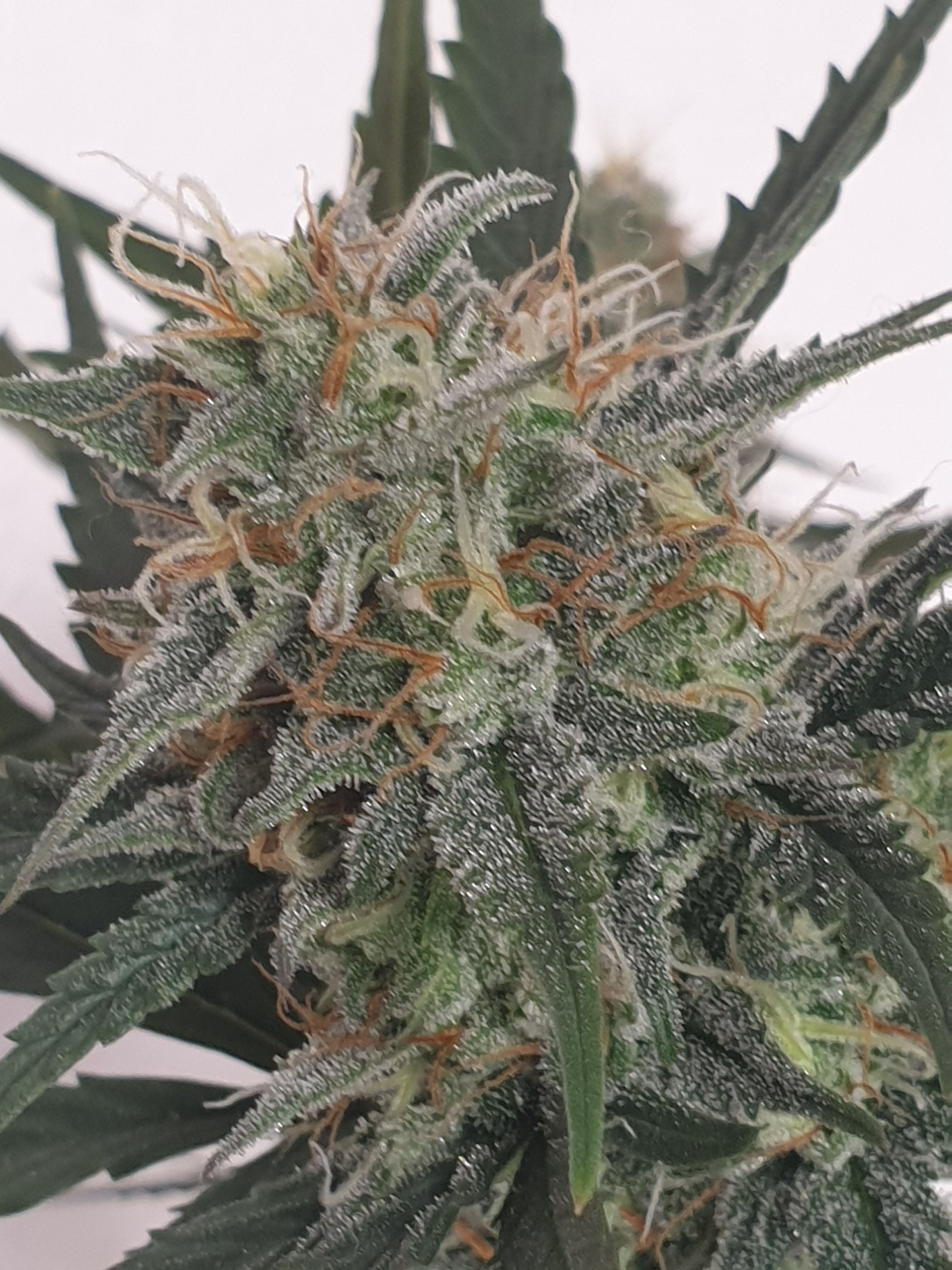 Straw banana 1 2024 growlog photo 25