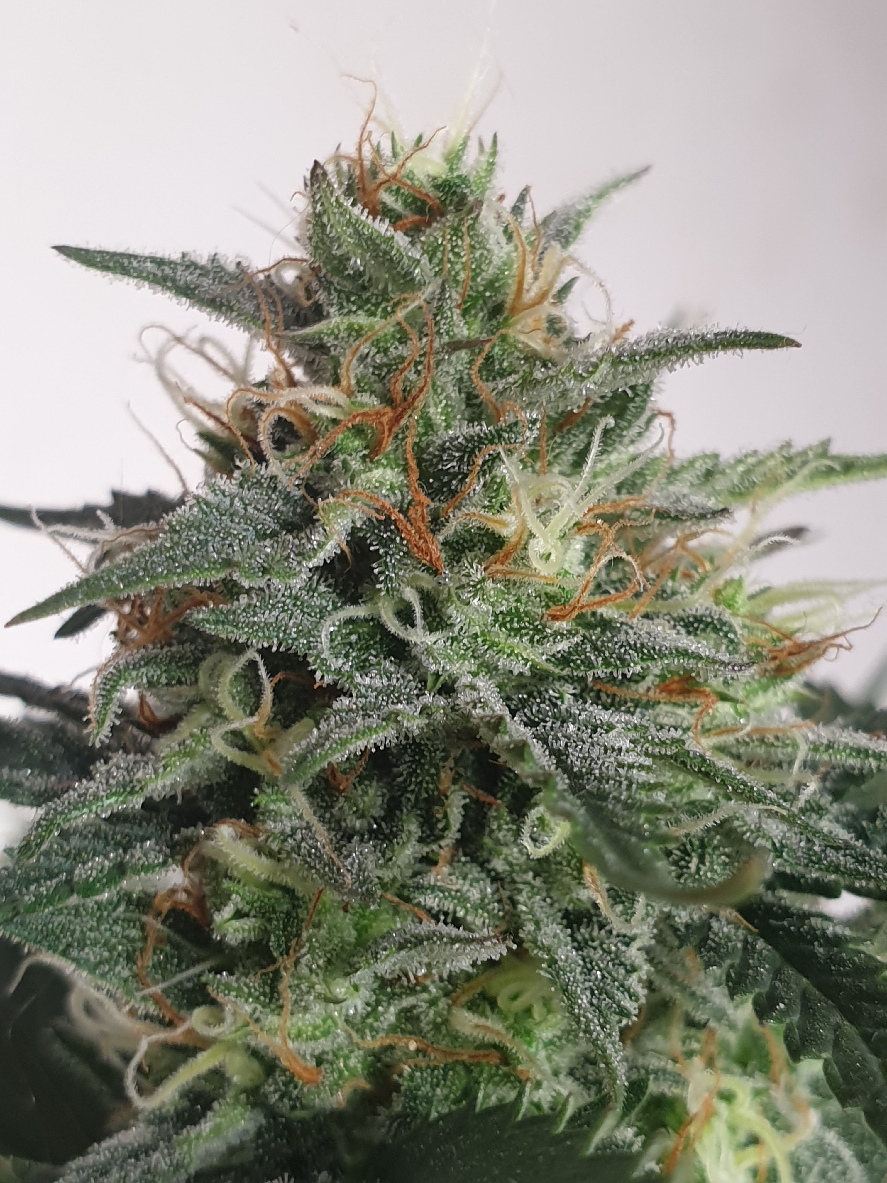 Straw banana 1 2024 growlog photo 26