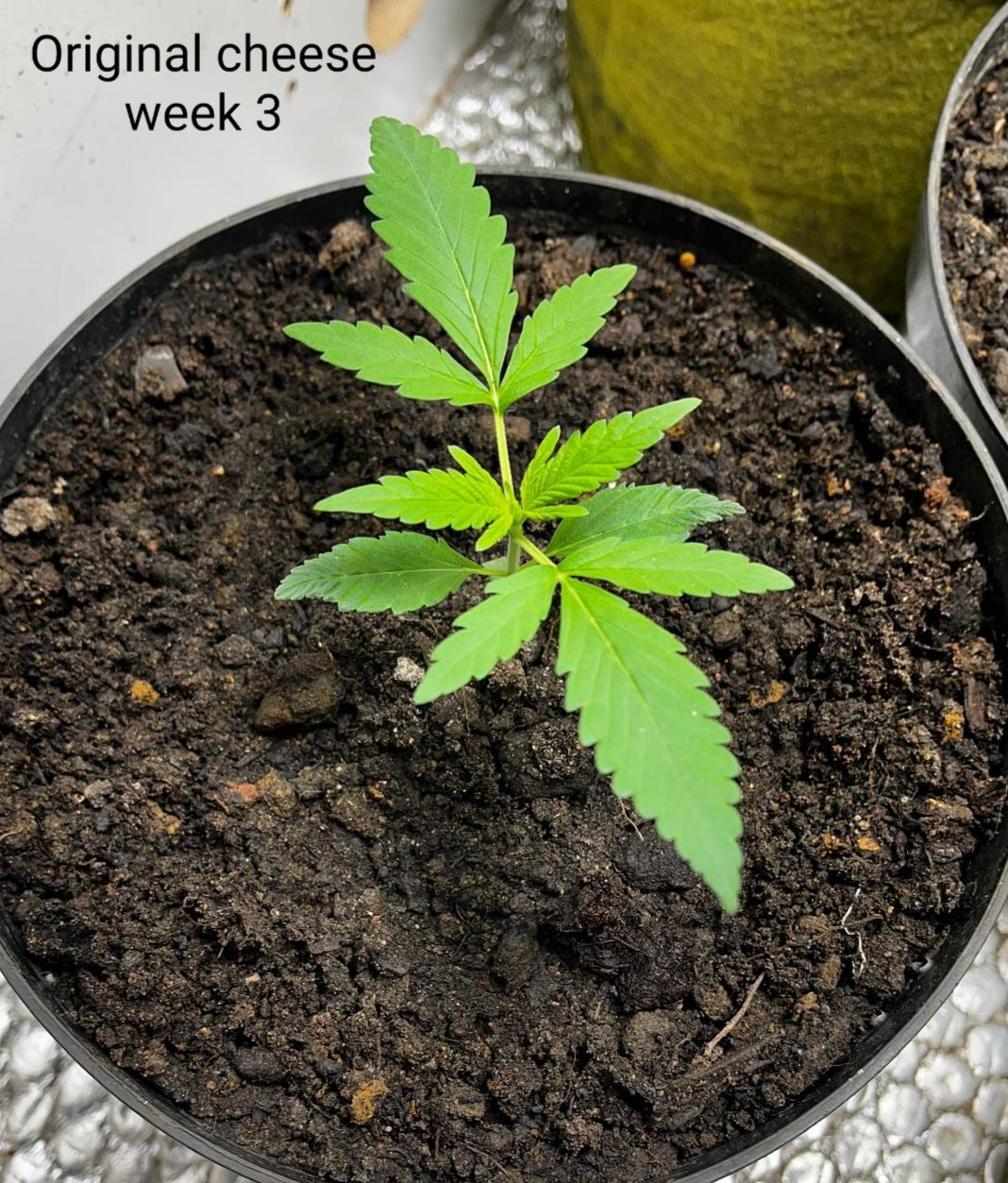 OG Cheese 1 2024 growlog photo 6