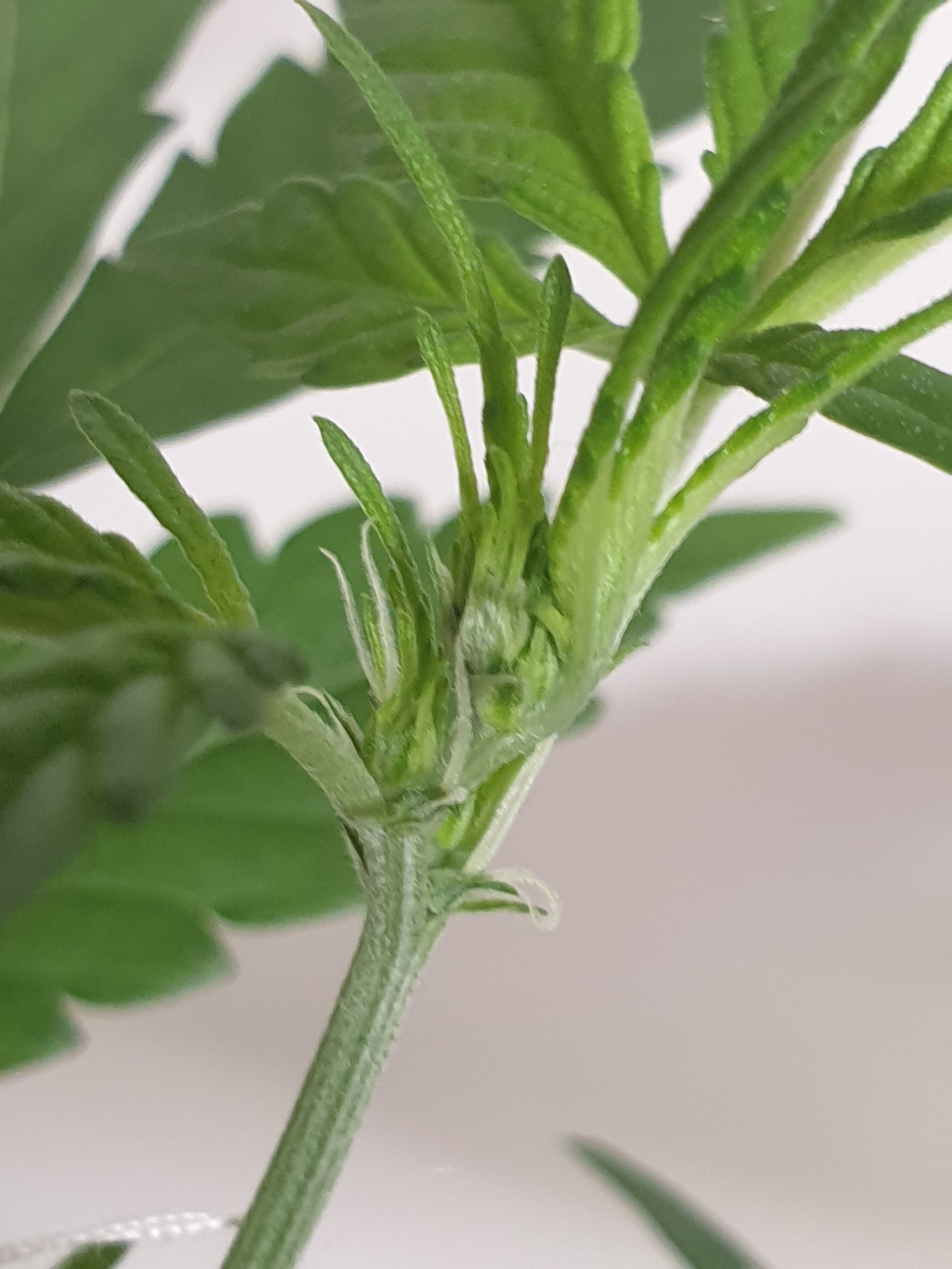 OG Cheese 1 2024 growlog photo 8