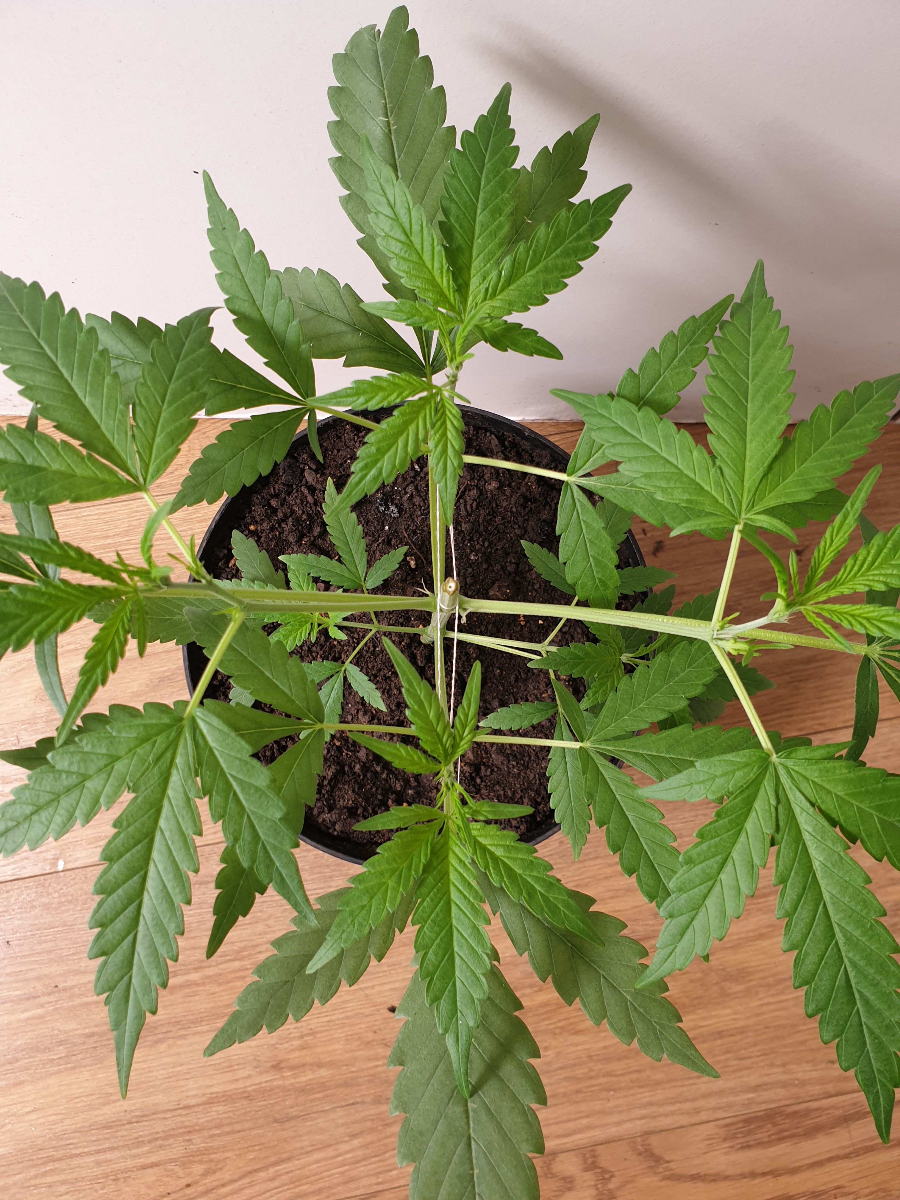 OG Cheese 1 2024 growlog photo 9