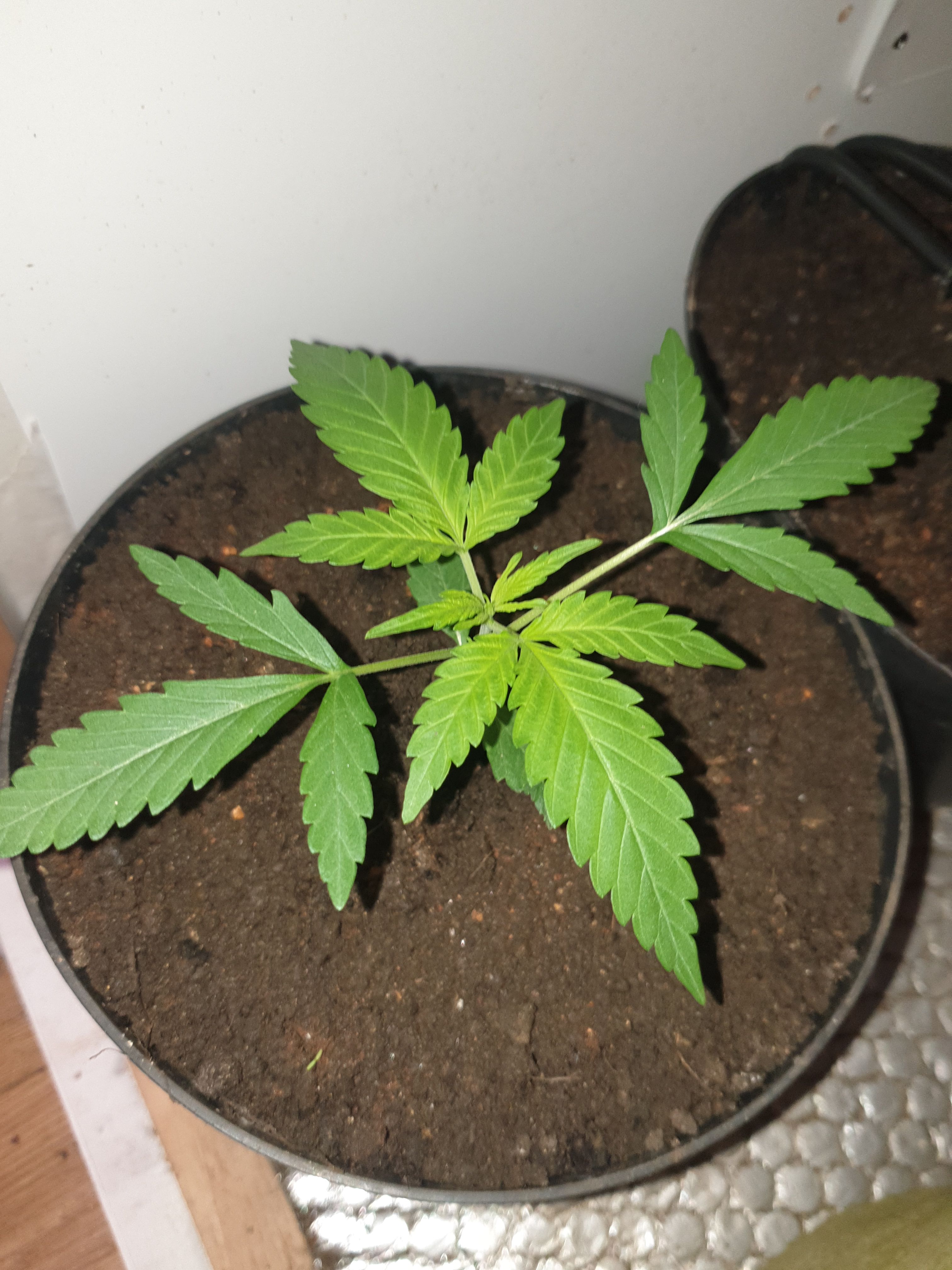 OG Cheese 1 2024 growlog photo 10