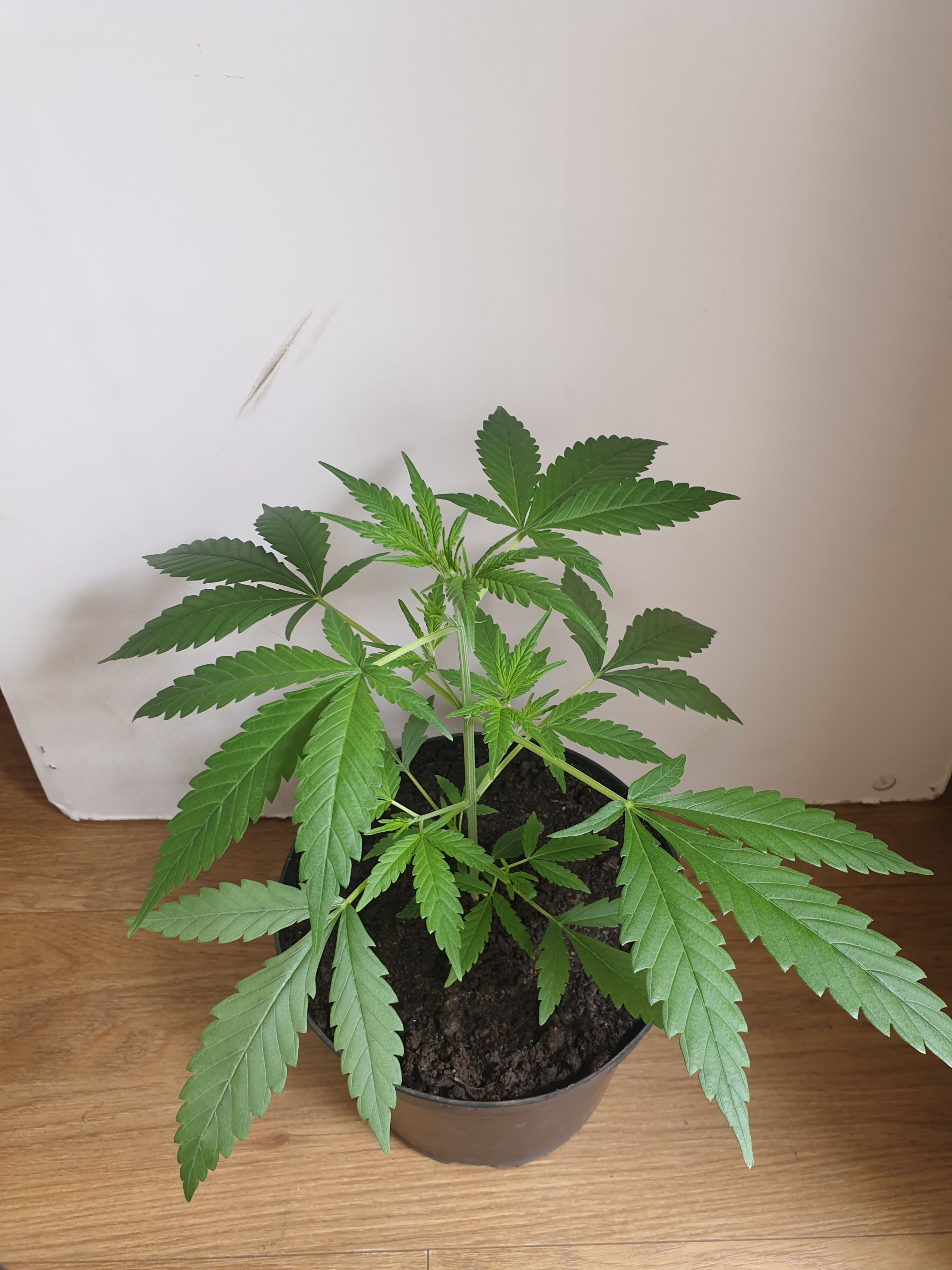 OG Cheese 1 2024 growlog photo 11