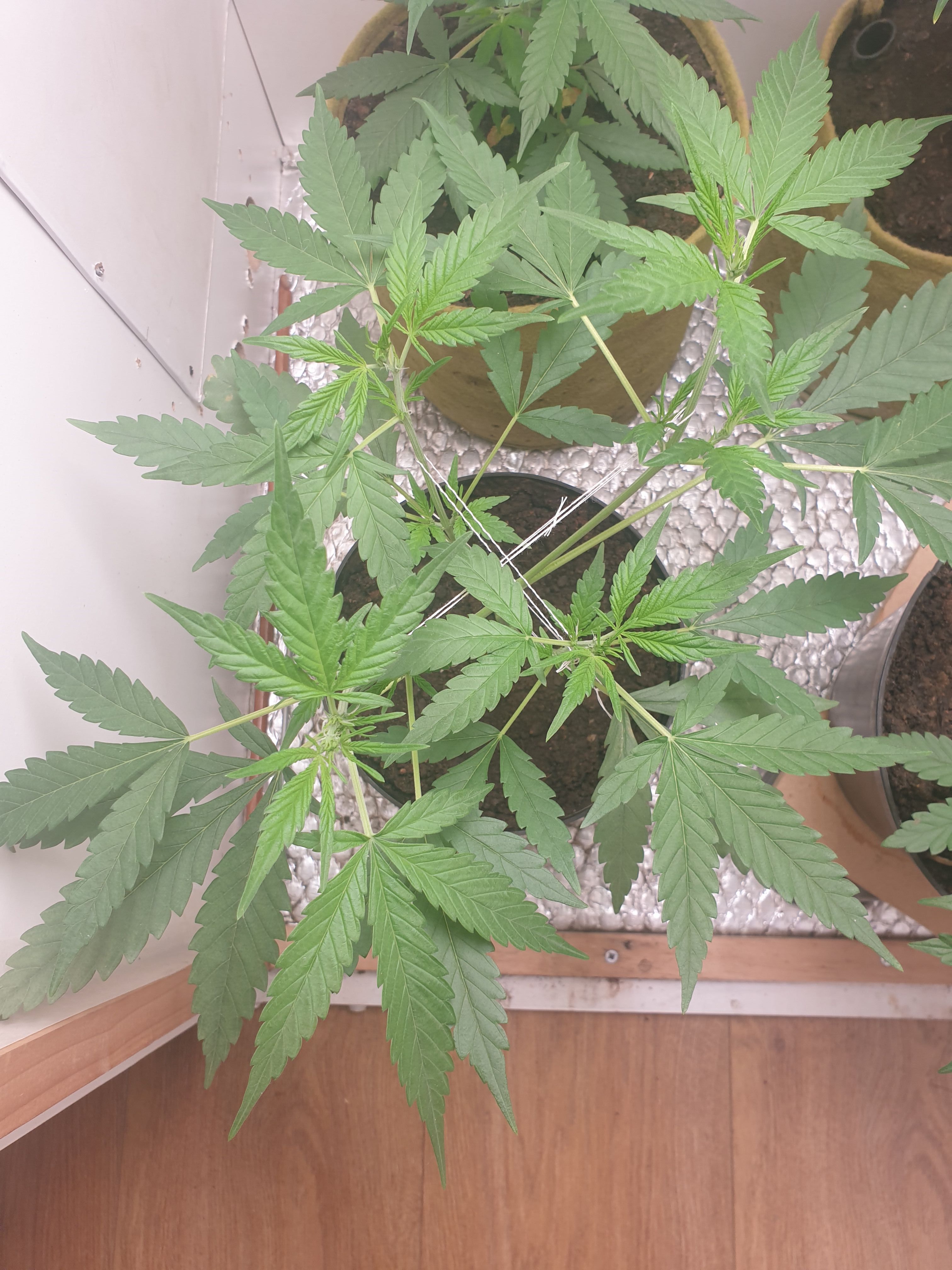 OG Cheese 1 2024 growlog photo 7