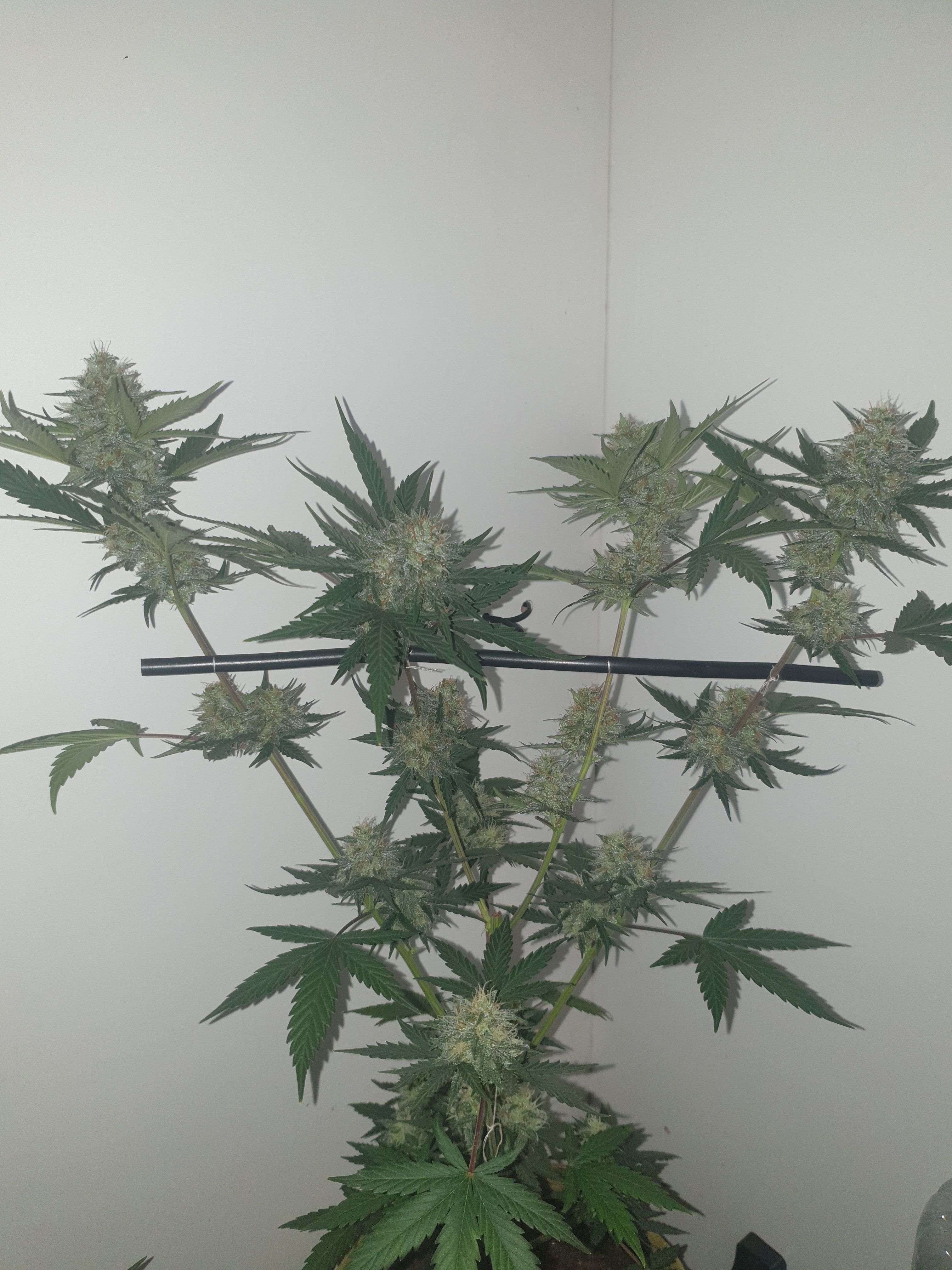 Straw banana 1 2024 growlog photo 28