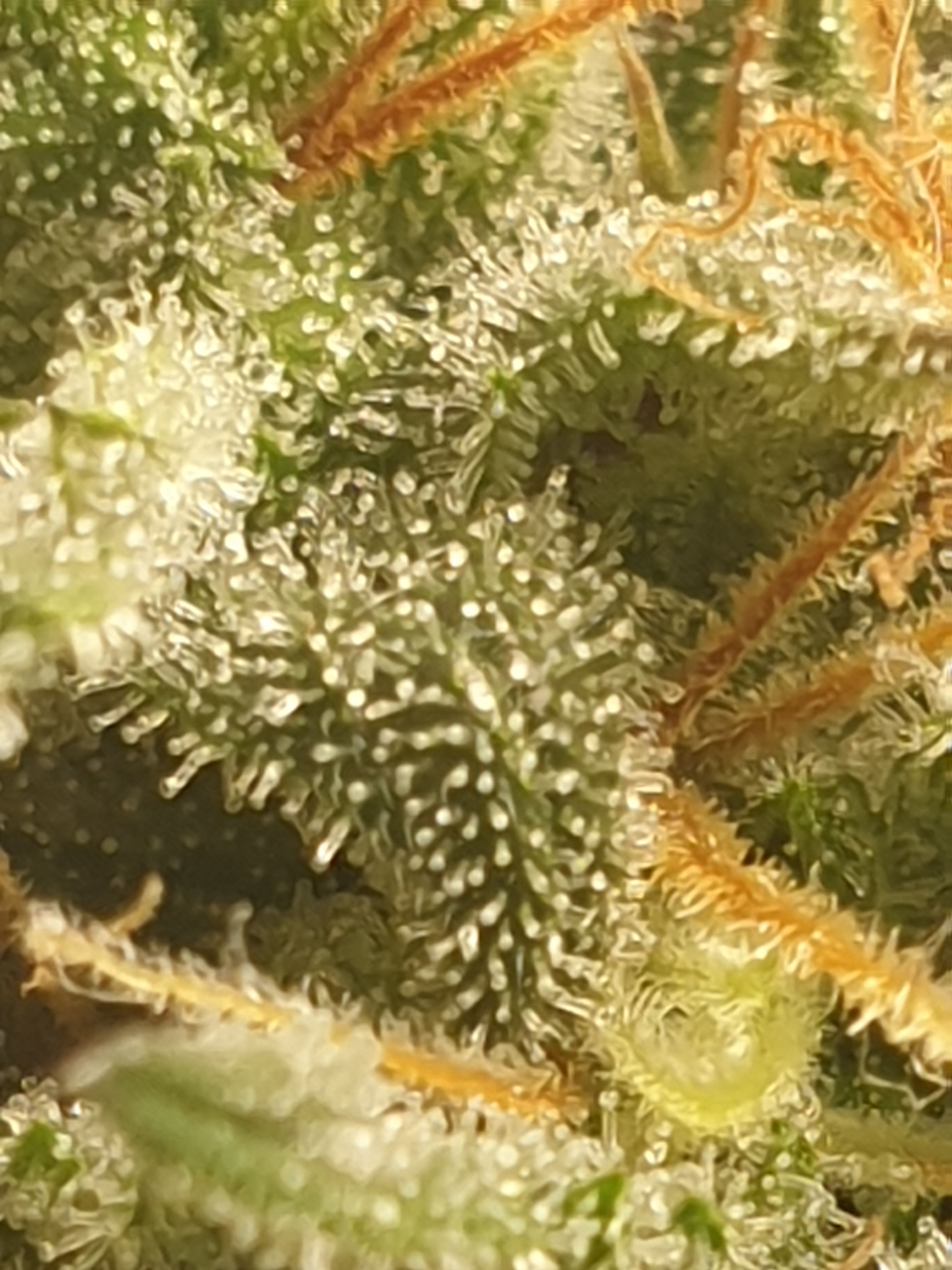 Straw banana 1 2024 growlog photo 27