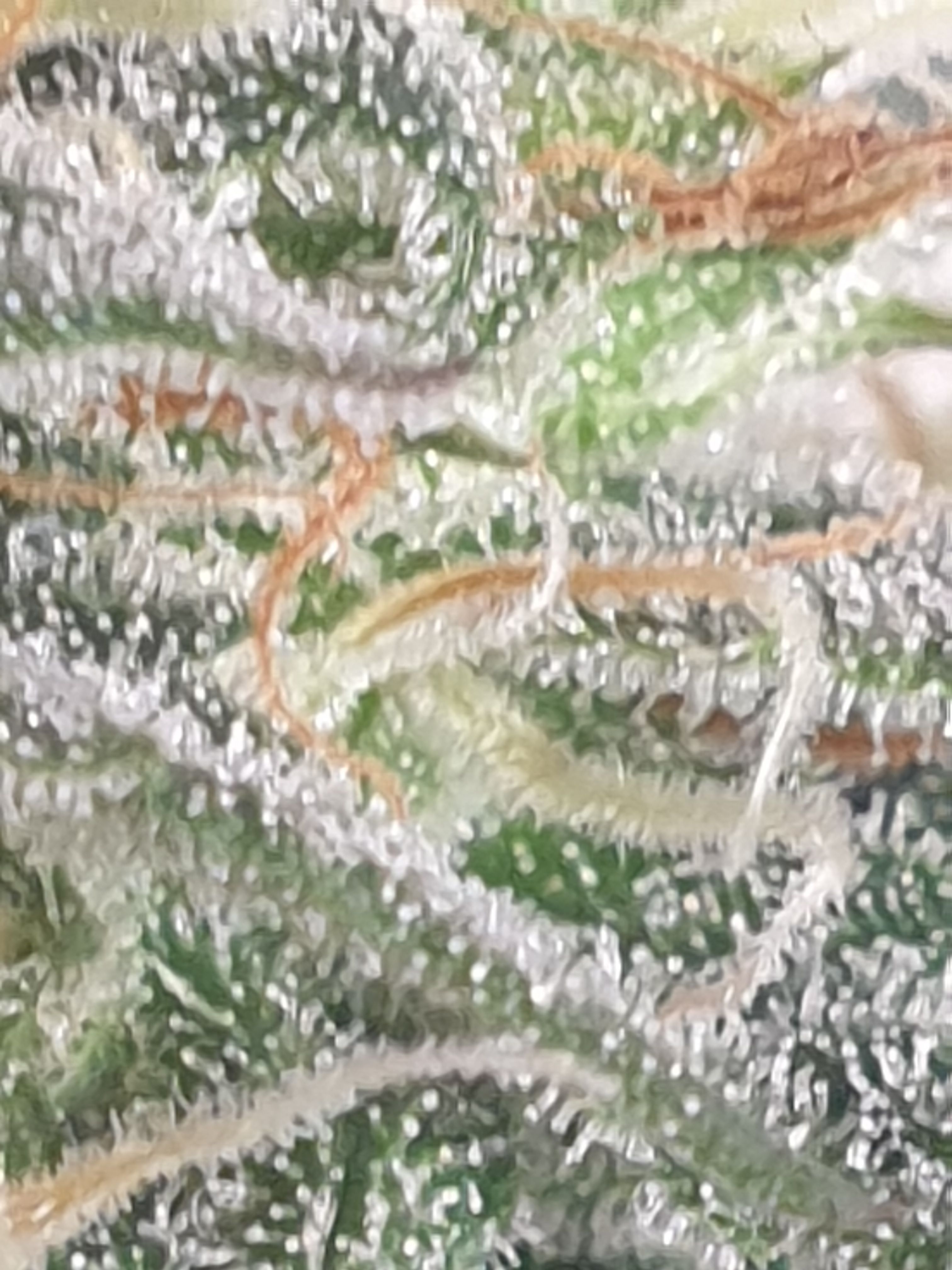 Straw banana 1 2024 growlog photo 29