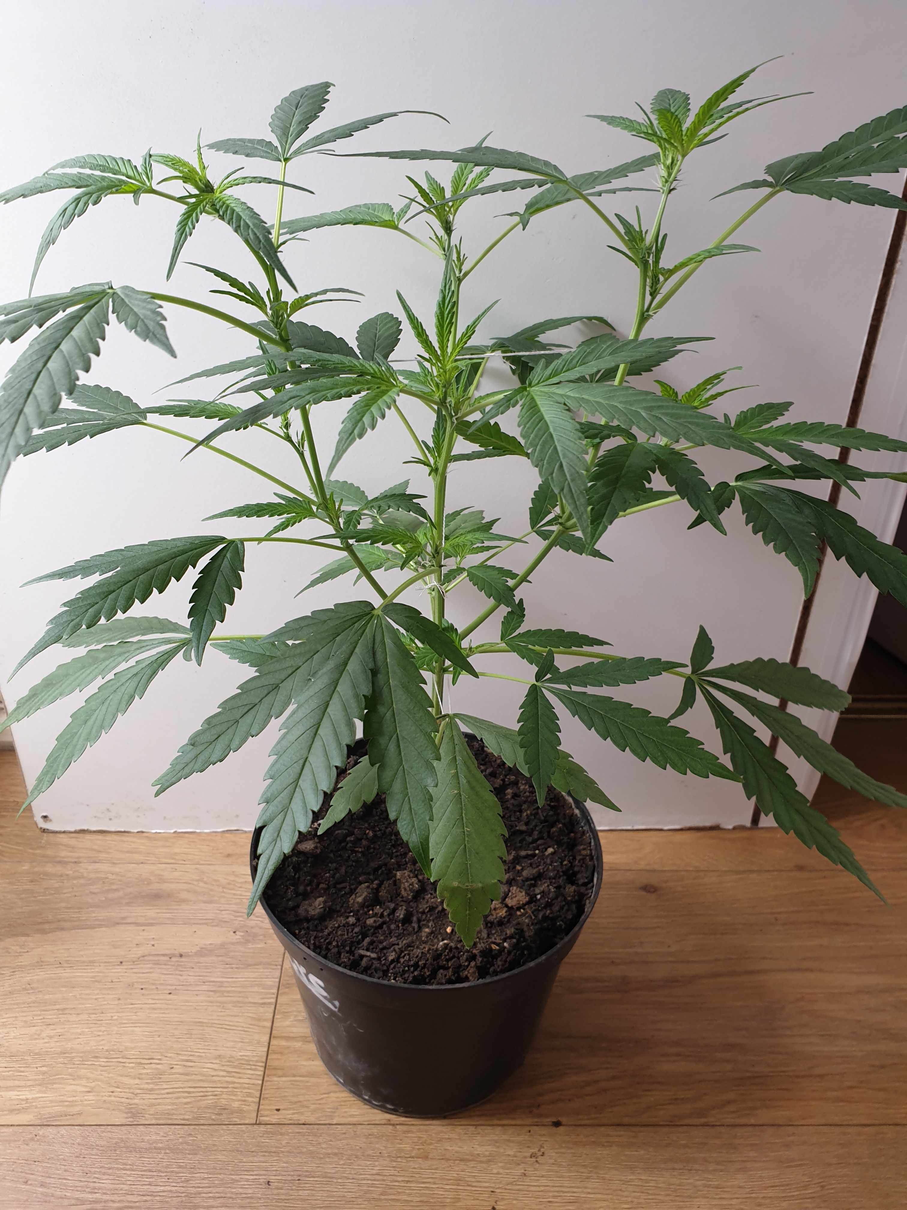 OG Cheese 1 2024 growlog photo 13