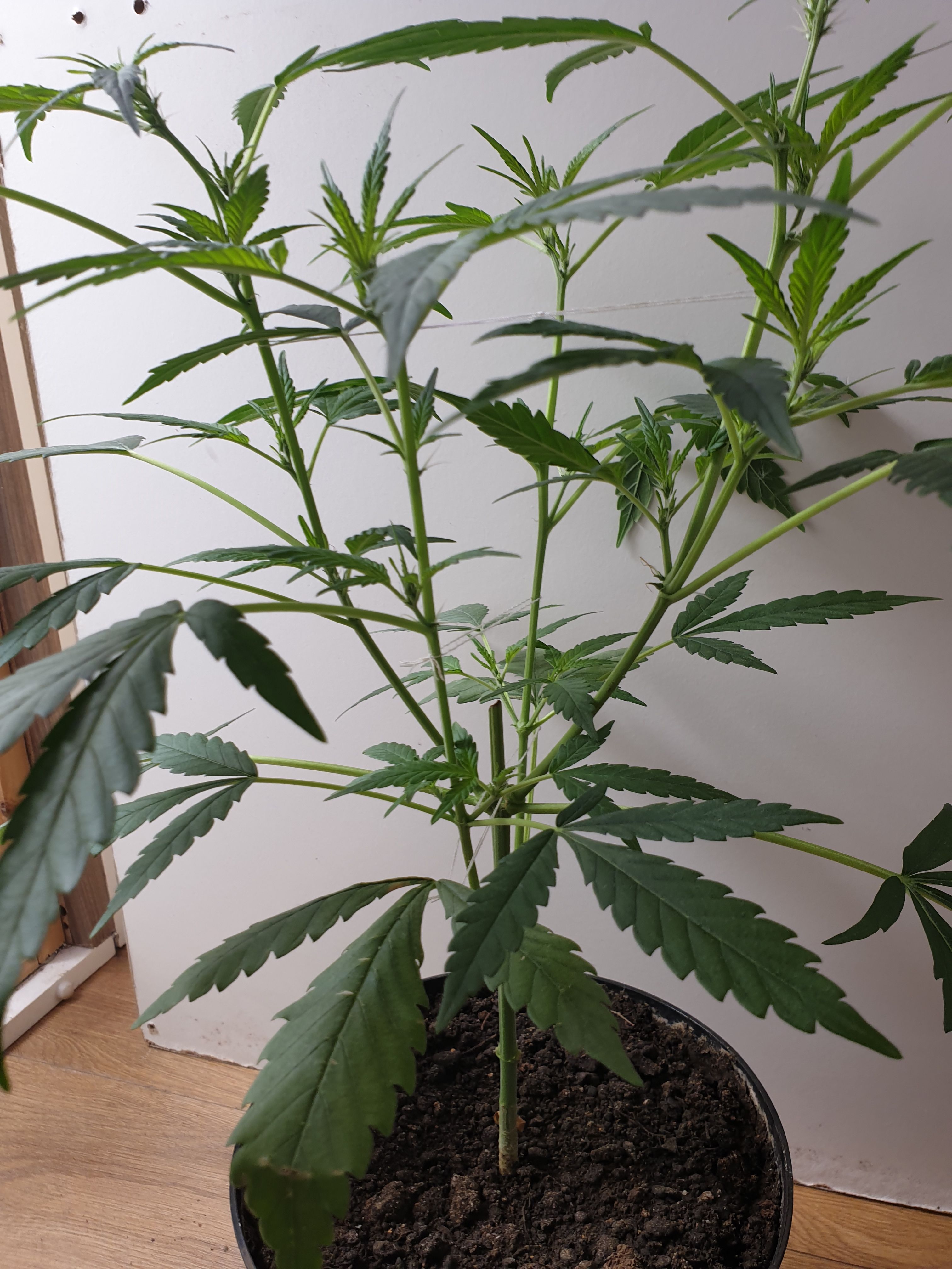 OG Cheese 1 2024 growlog photo 14