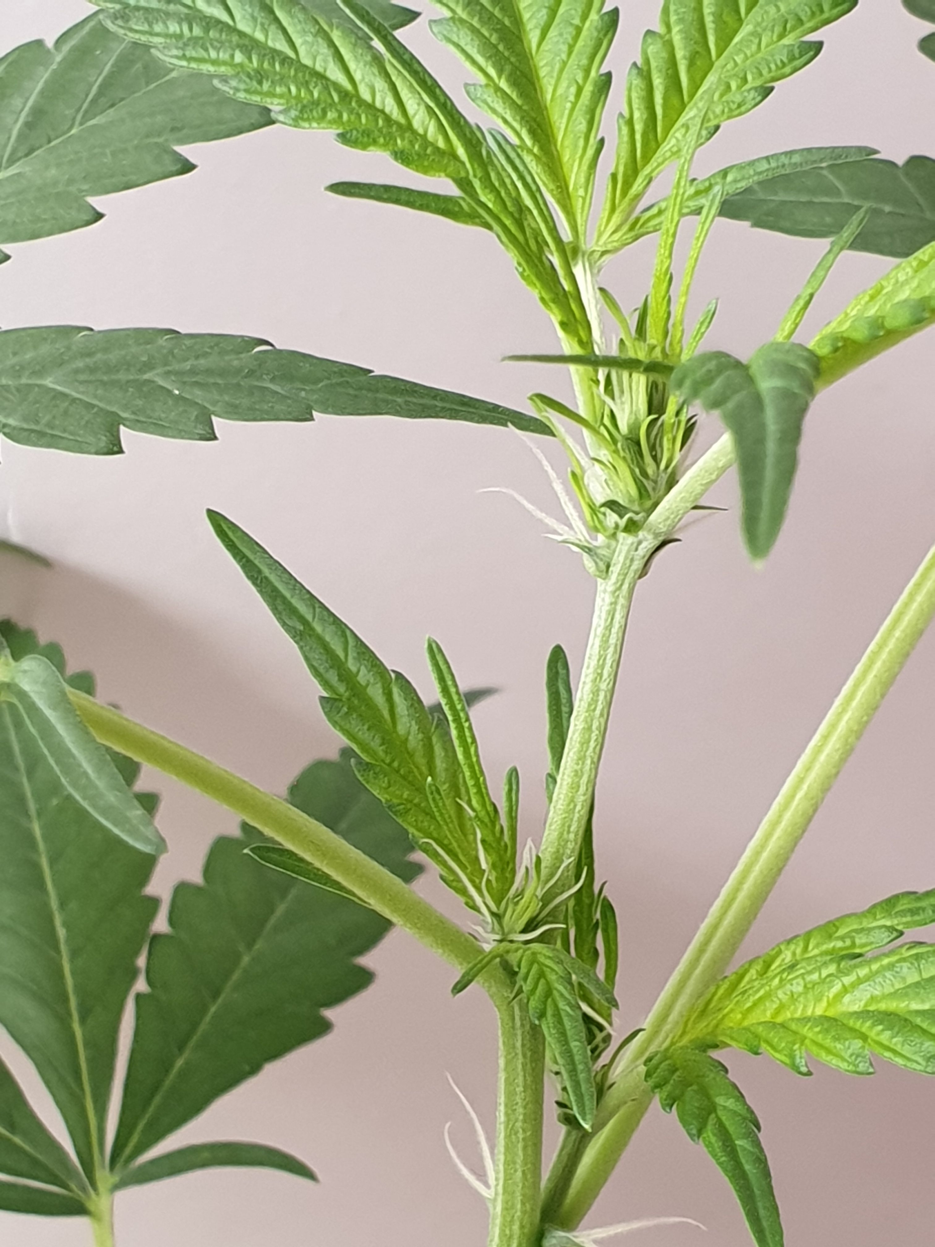 OG Cheese 1 2024 growlog photo 15