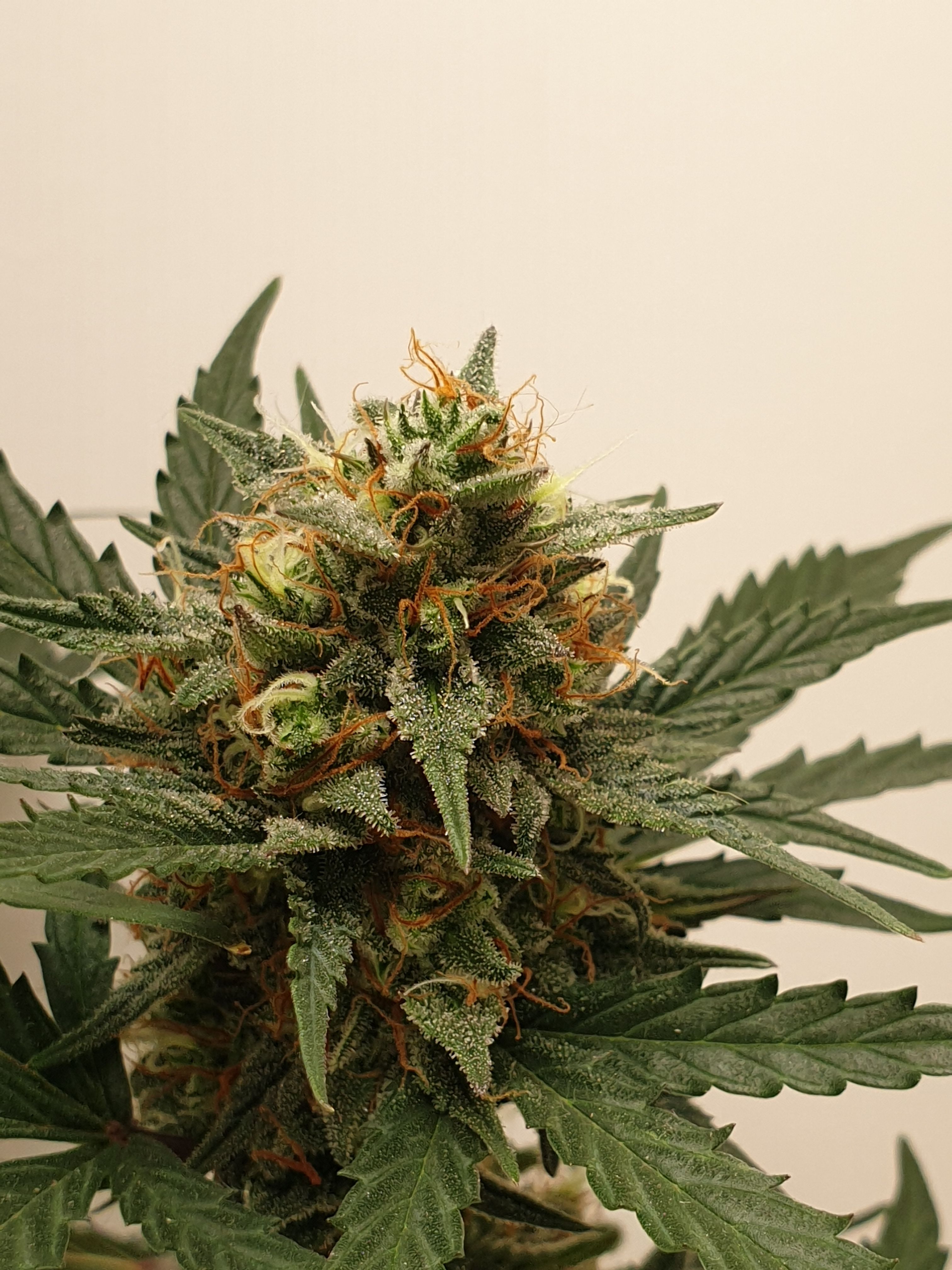 Straw banana 1 2024 growlog photo 30