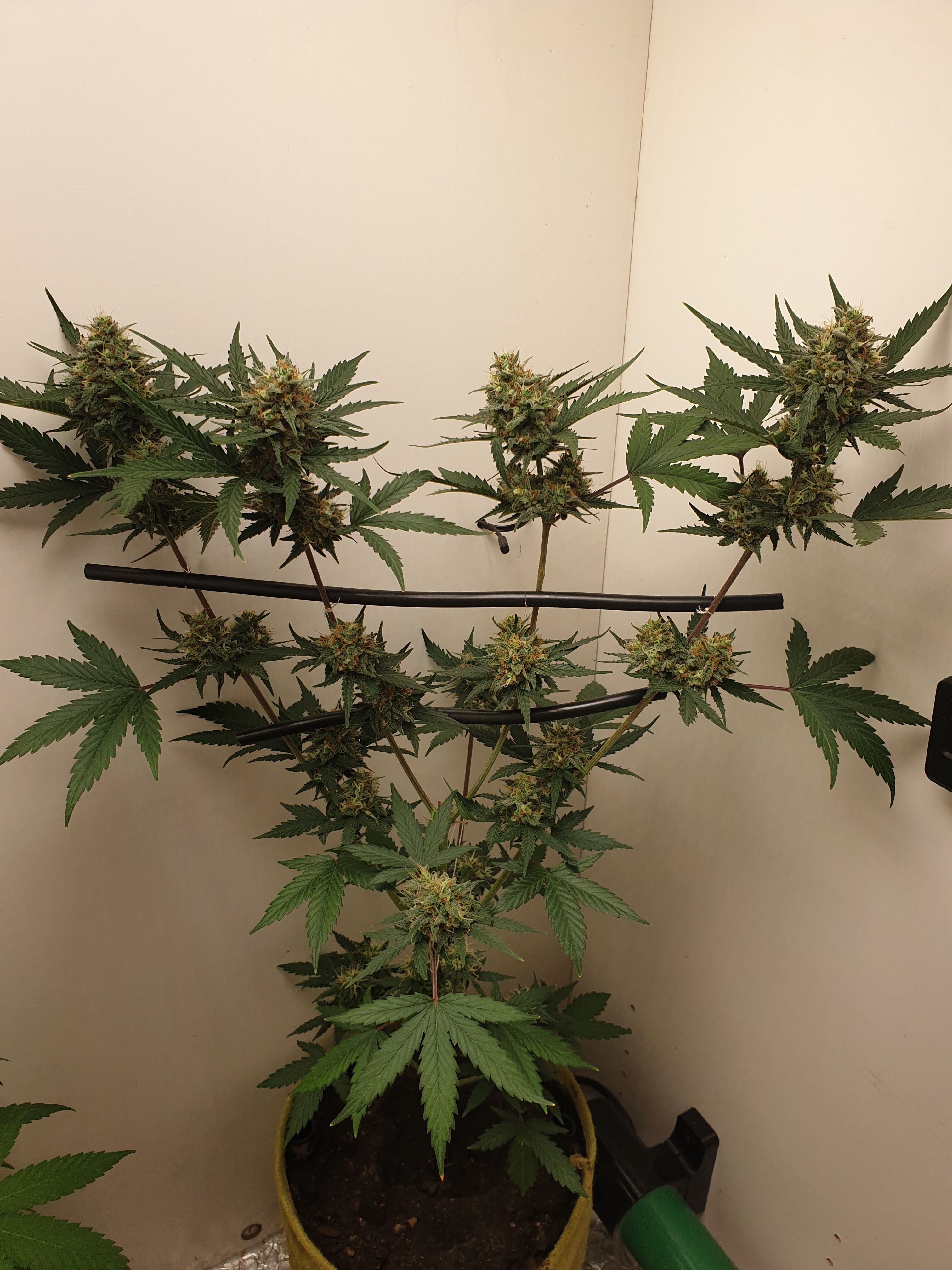 Straw banana 1 2024 growlog photo 31