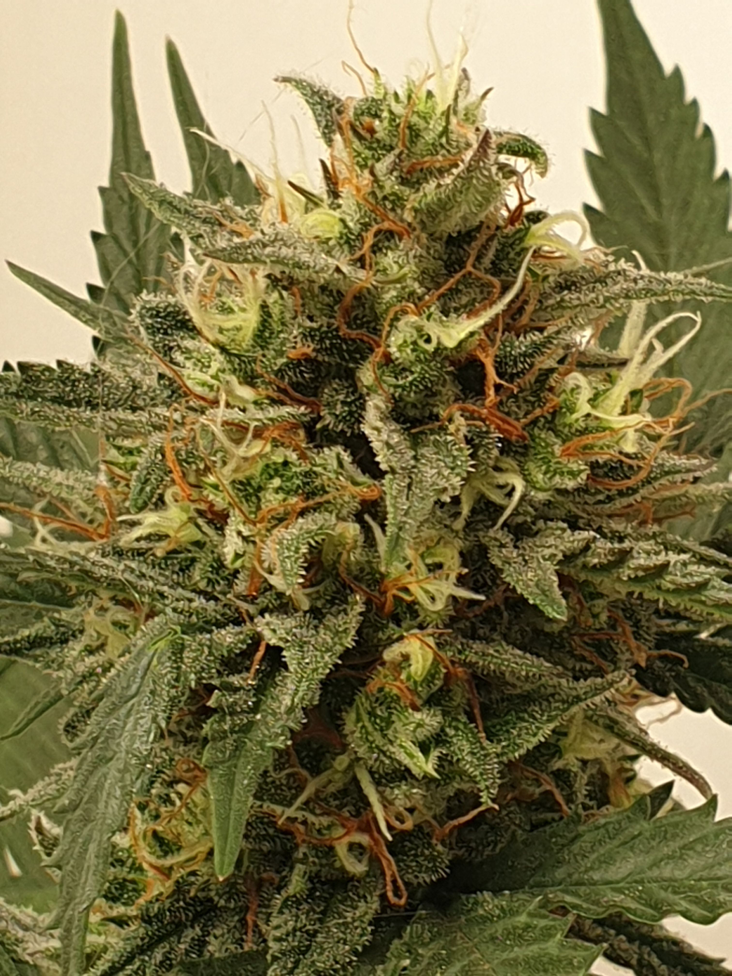 Straw banana 1 2024 growlog photo 32