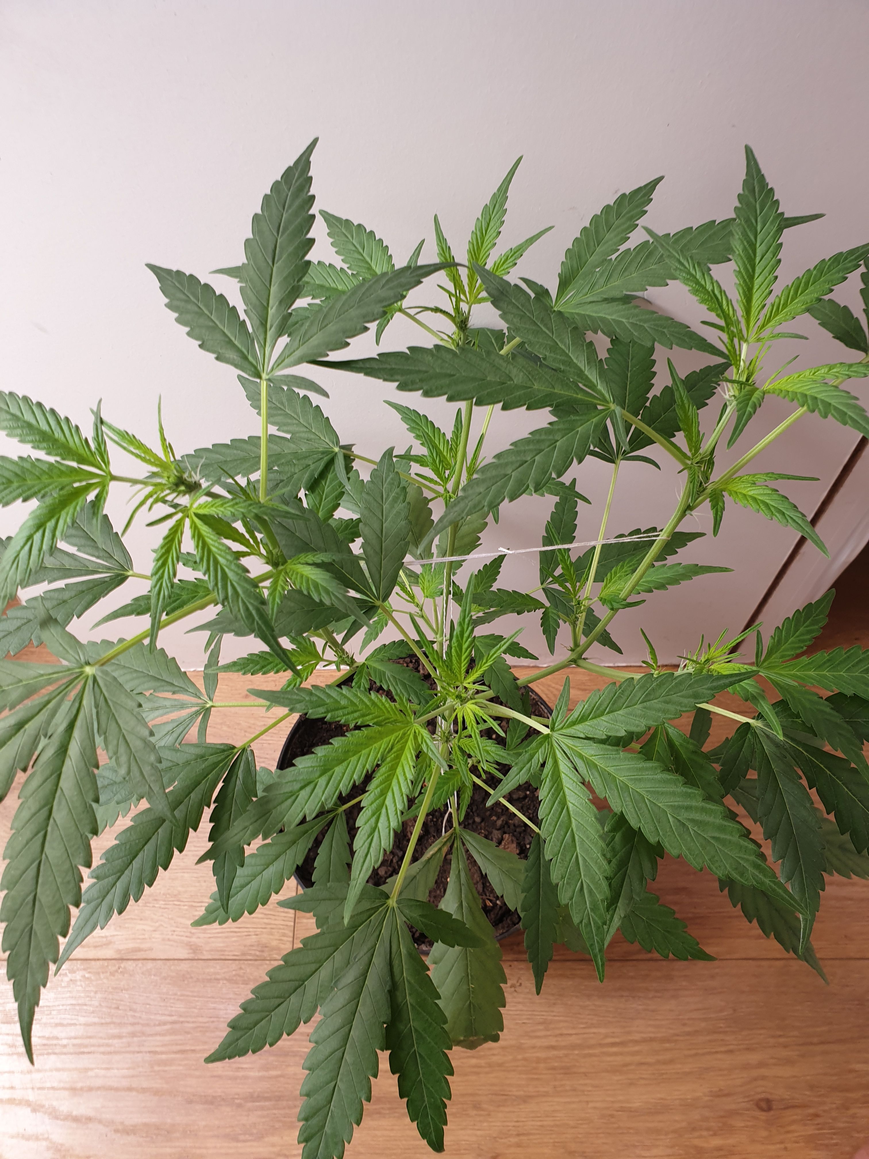 OG Cheese 1 2024 growlog photo 16