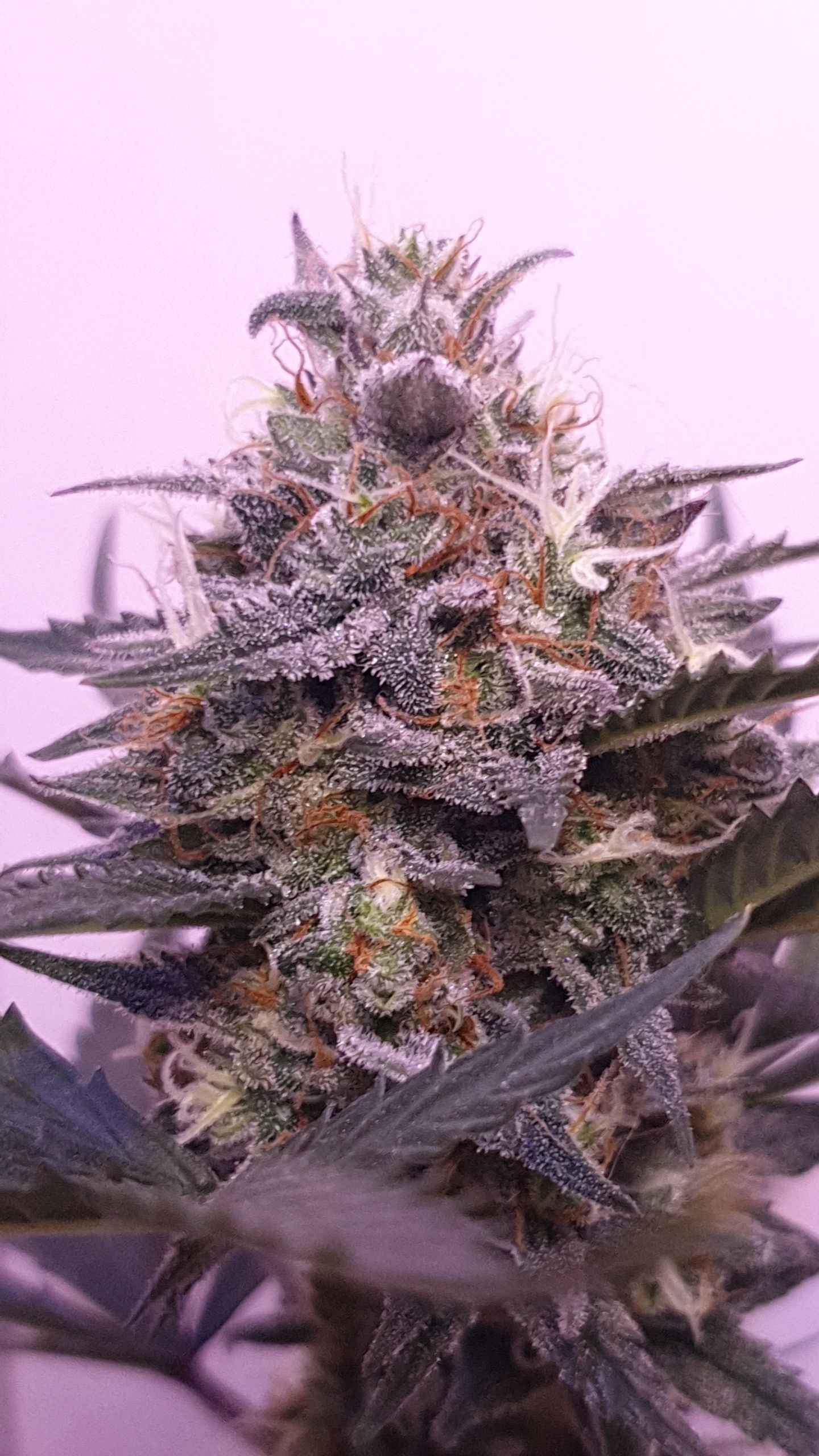 Straw banana 1 2024 growlog photo 33