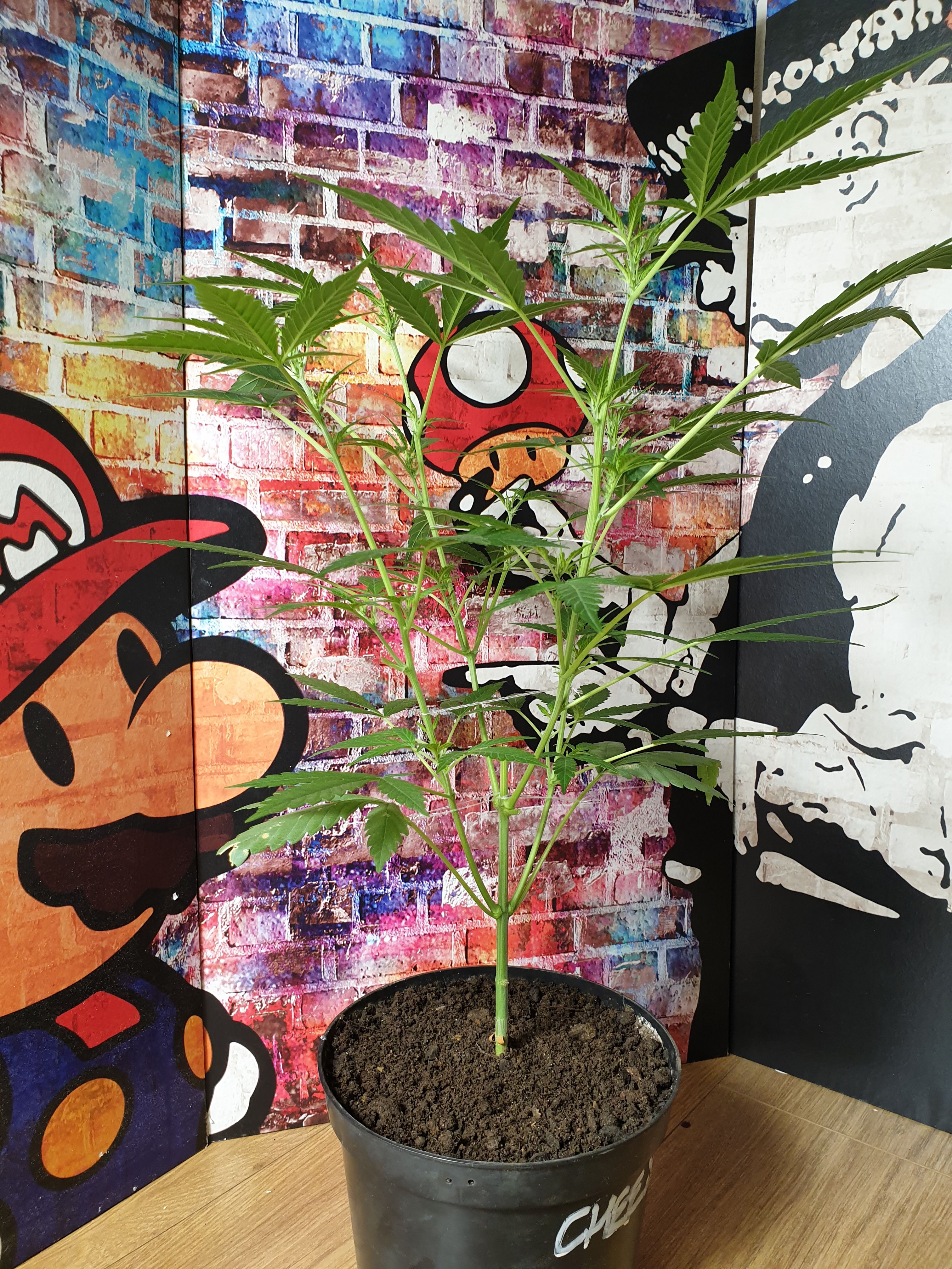 OG Cheese 1 2024 growlog photo 18