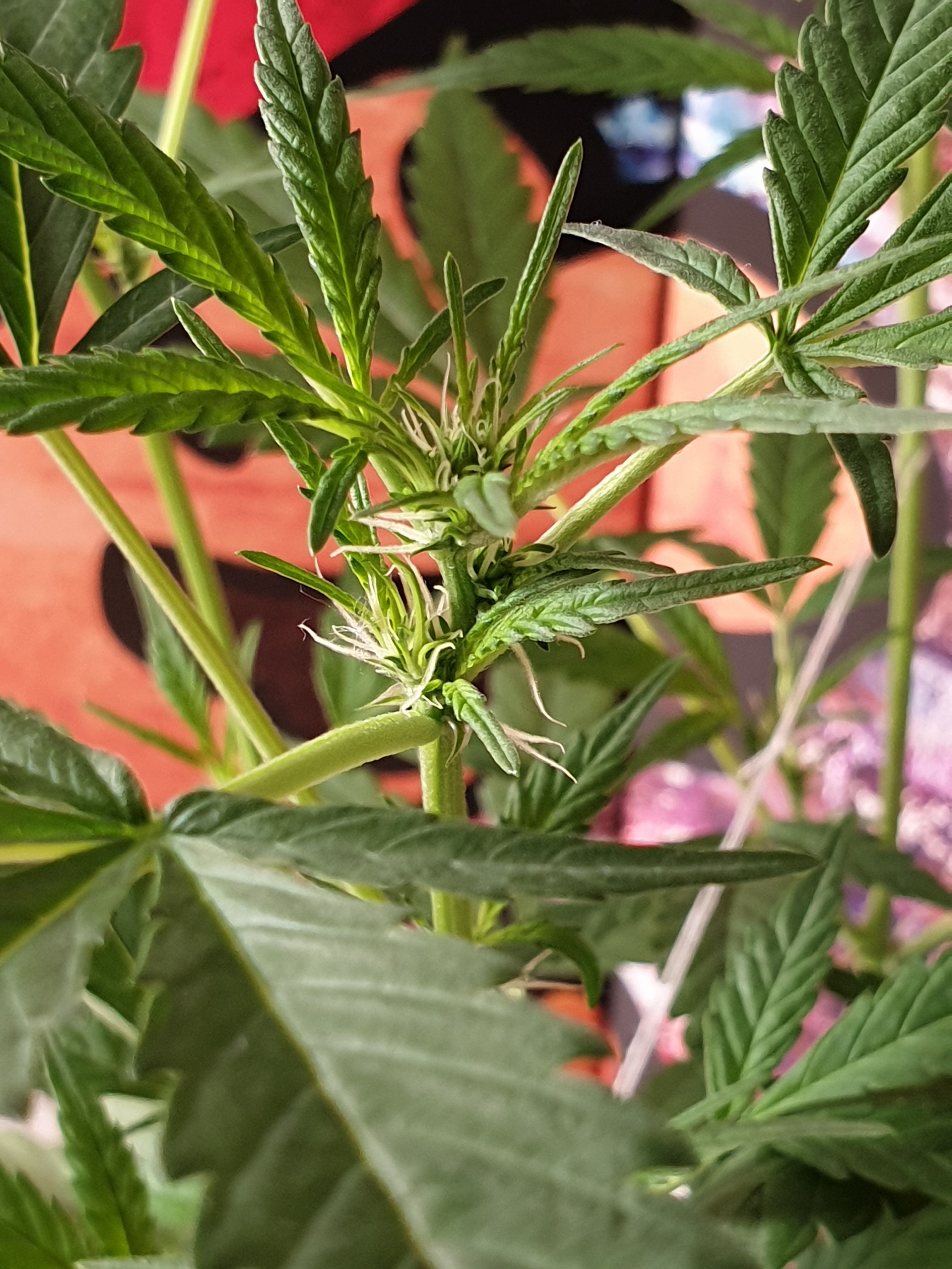 OG Cheese 1 2024 growlog photo 20