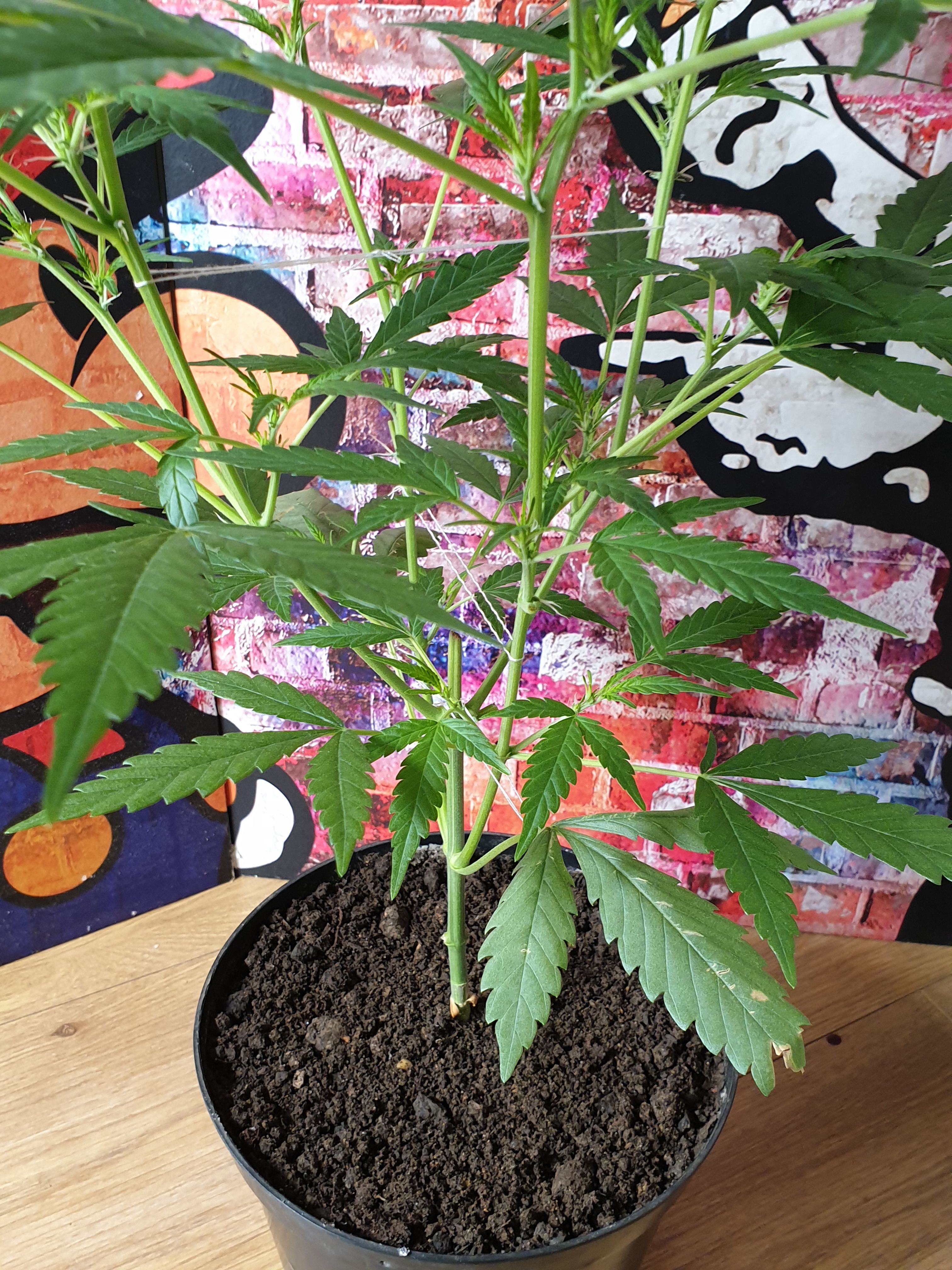 OG Cheese 1 2024 growlog photo 22