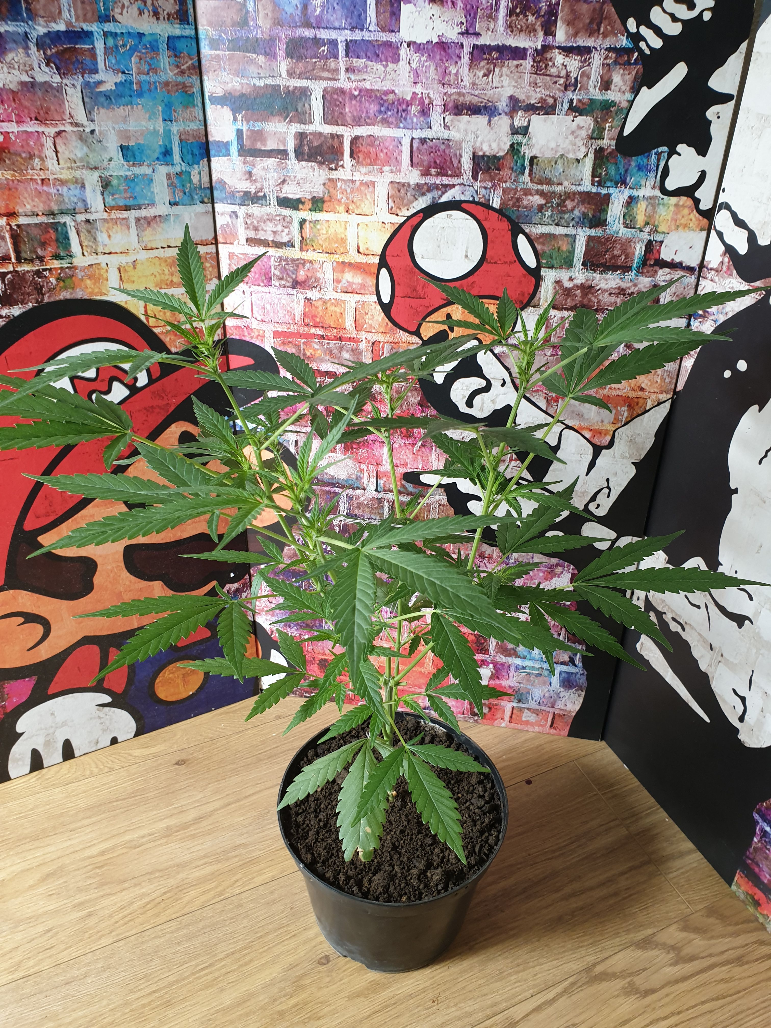 OG Cheese 1 2024 growlog photo 23