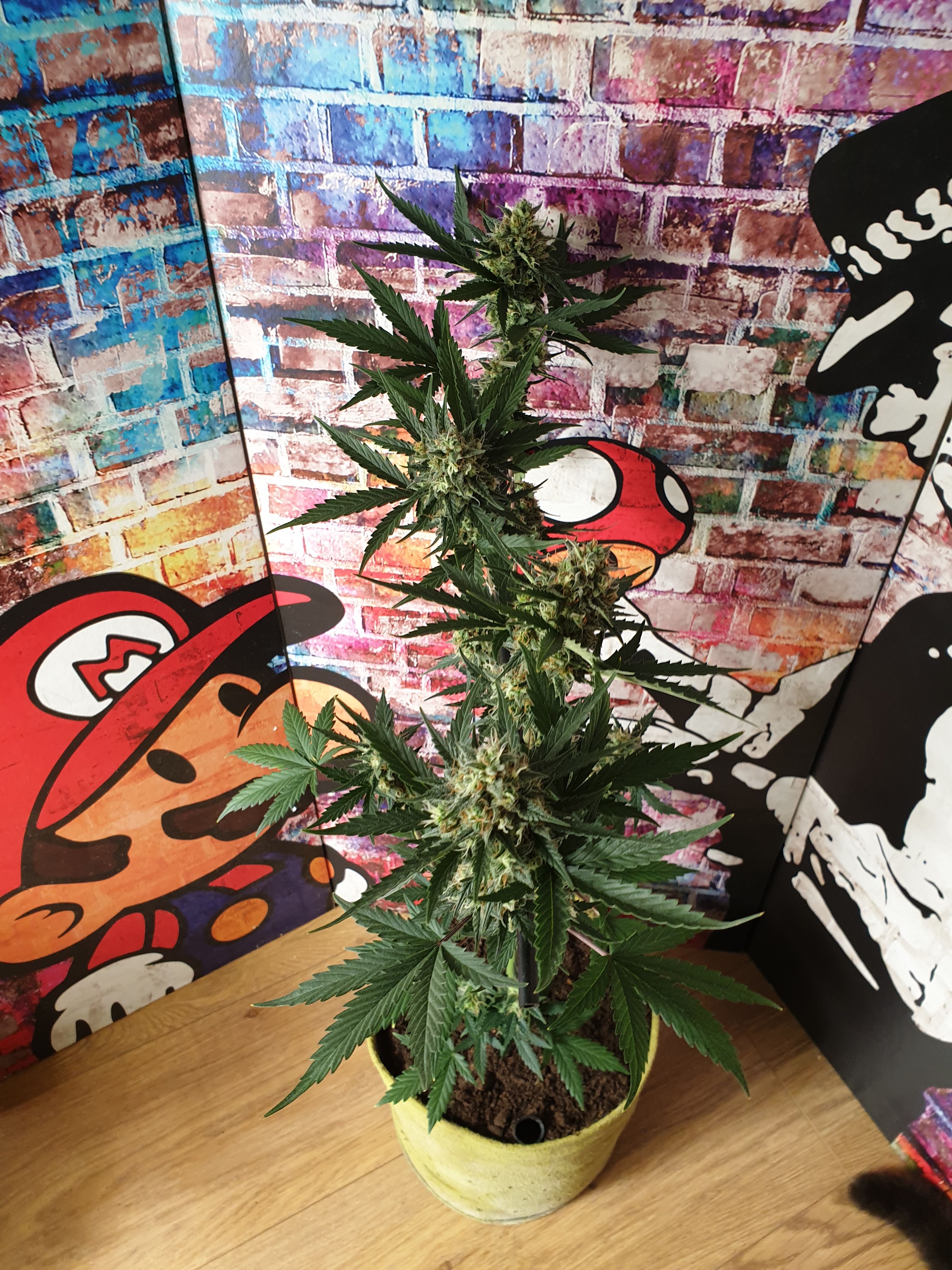 Straw banana 1 2024 growlog photo 35