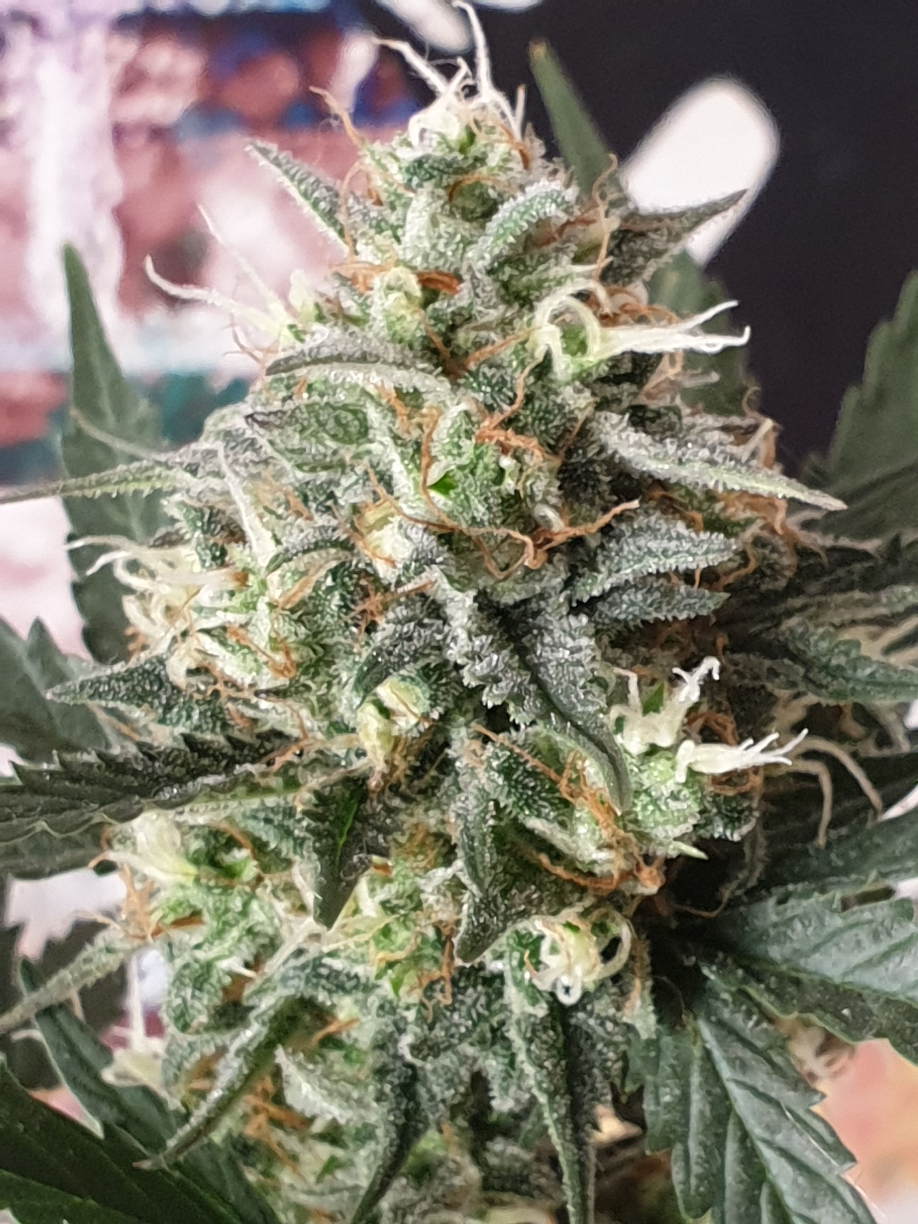 Straw banana 1 2024 growlog photo 34