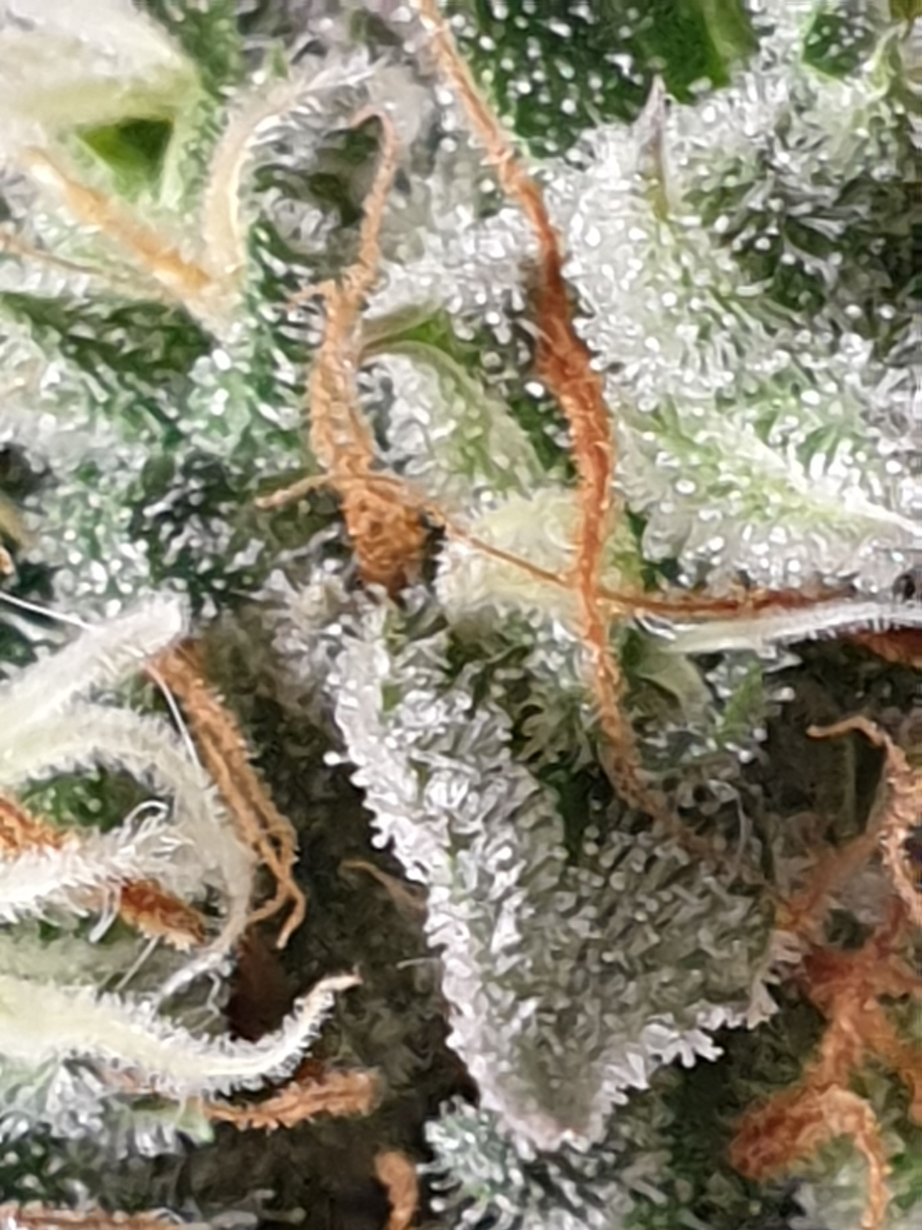 Straw banana 1 2024 growlog photo 36