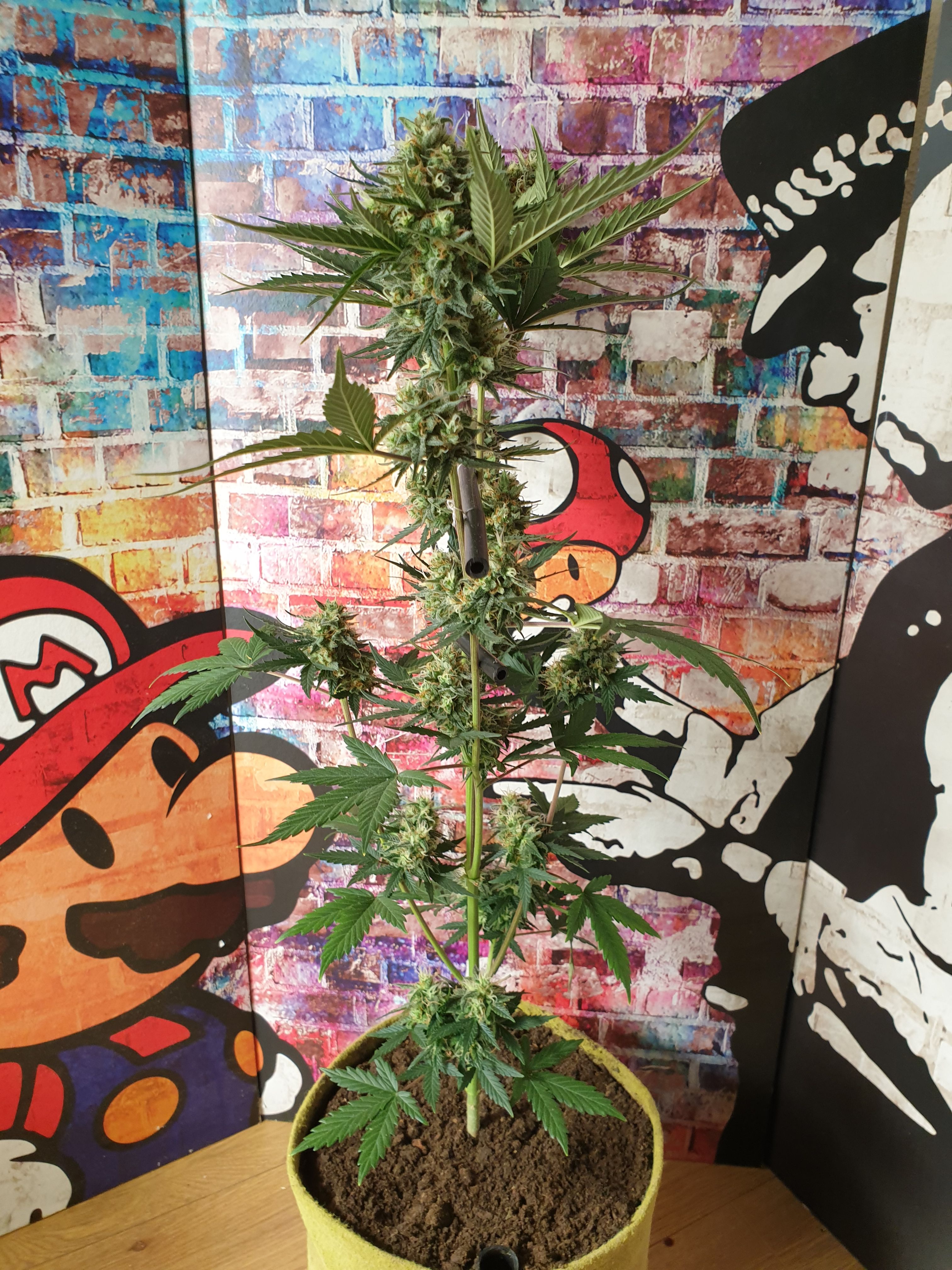 Straw banana 1 2024 growlog photo 38