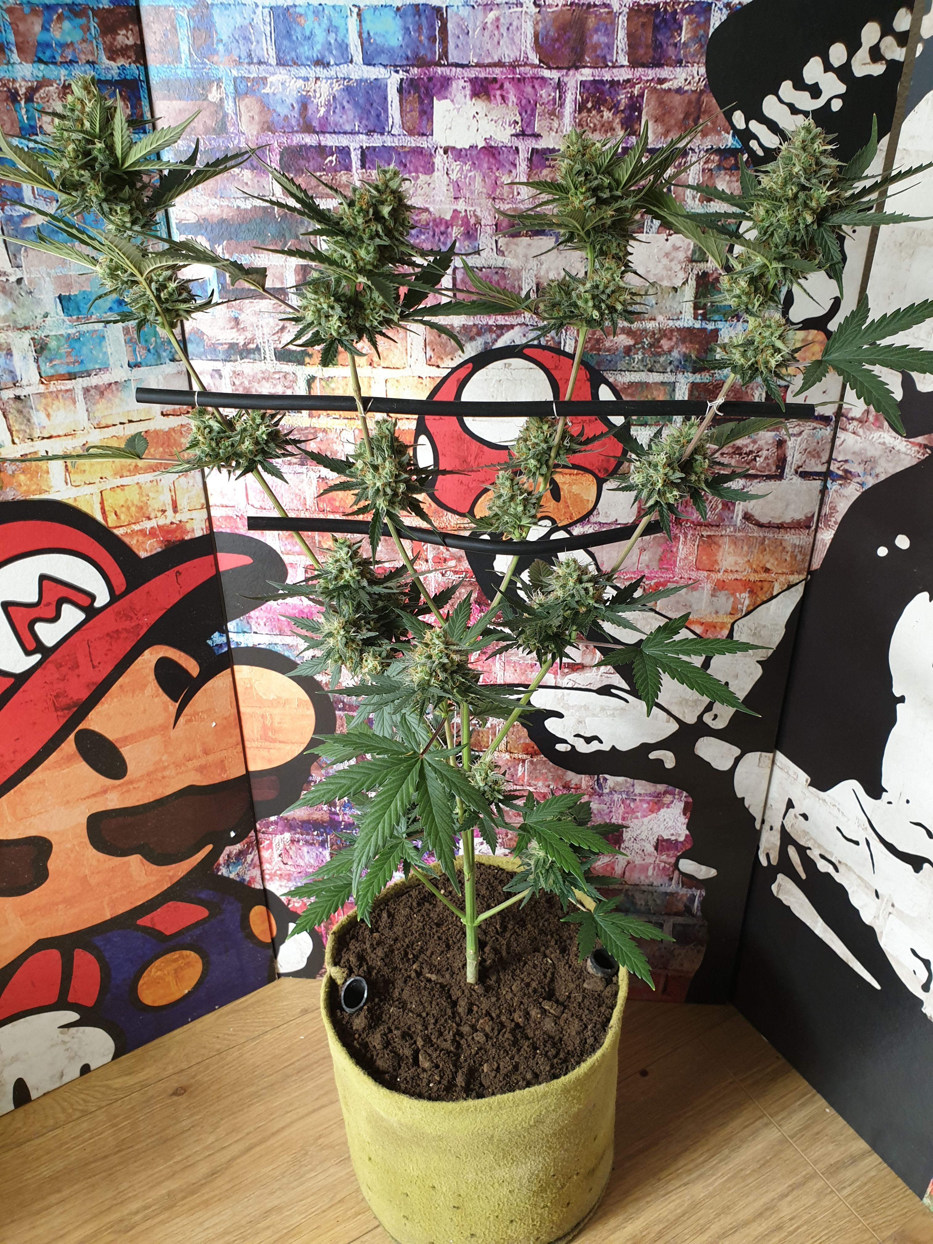 Straw banana 1 2024 growlog photo 39