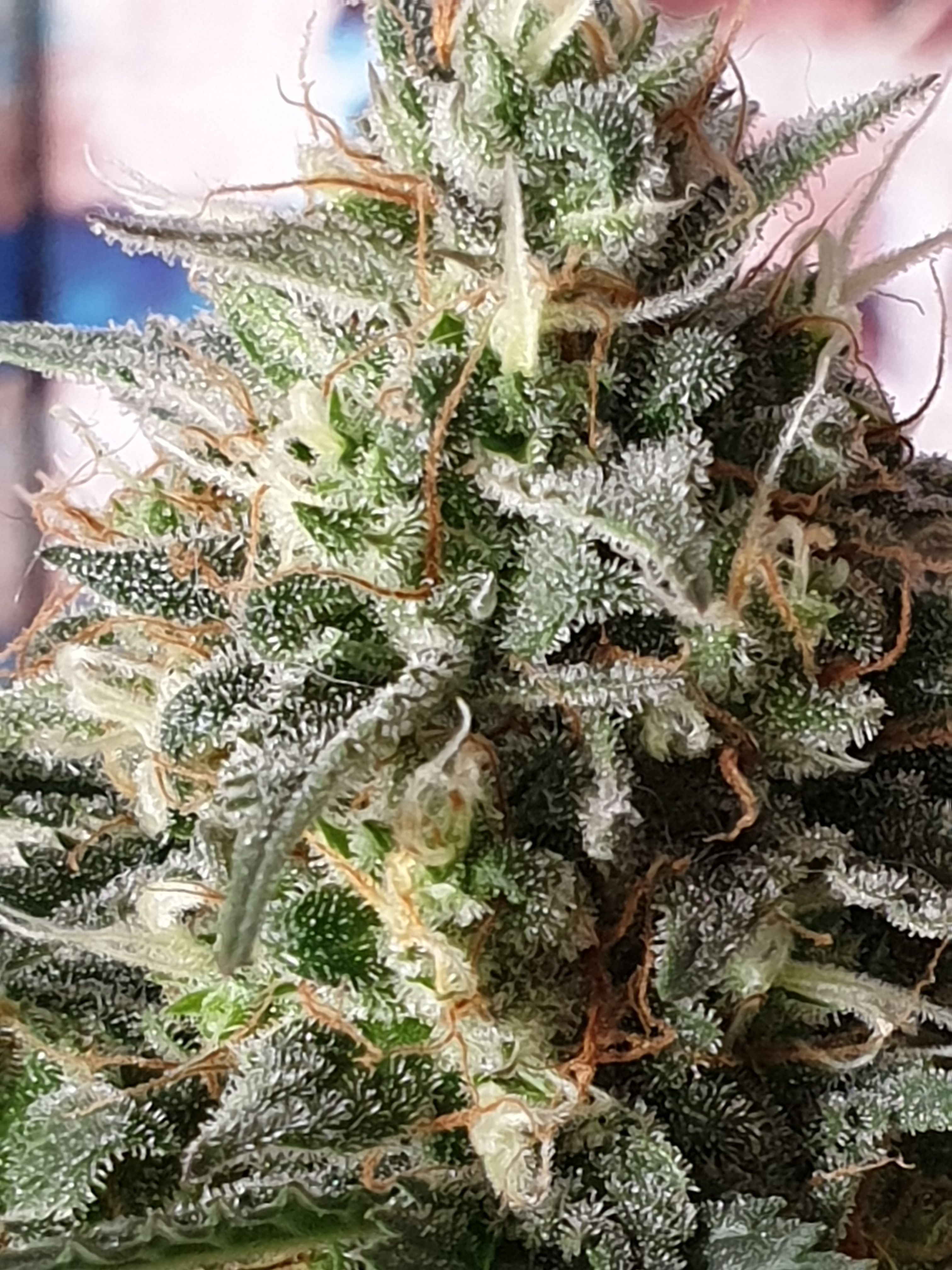 Straw banana 1 2024 growlog photo 40