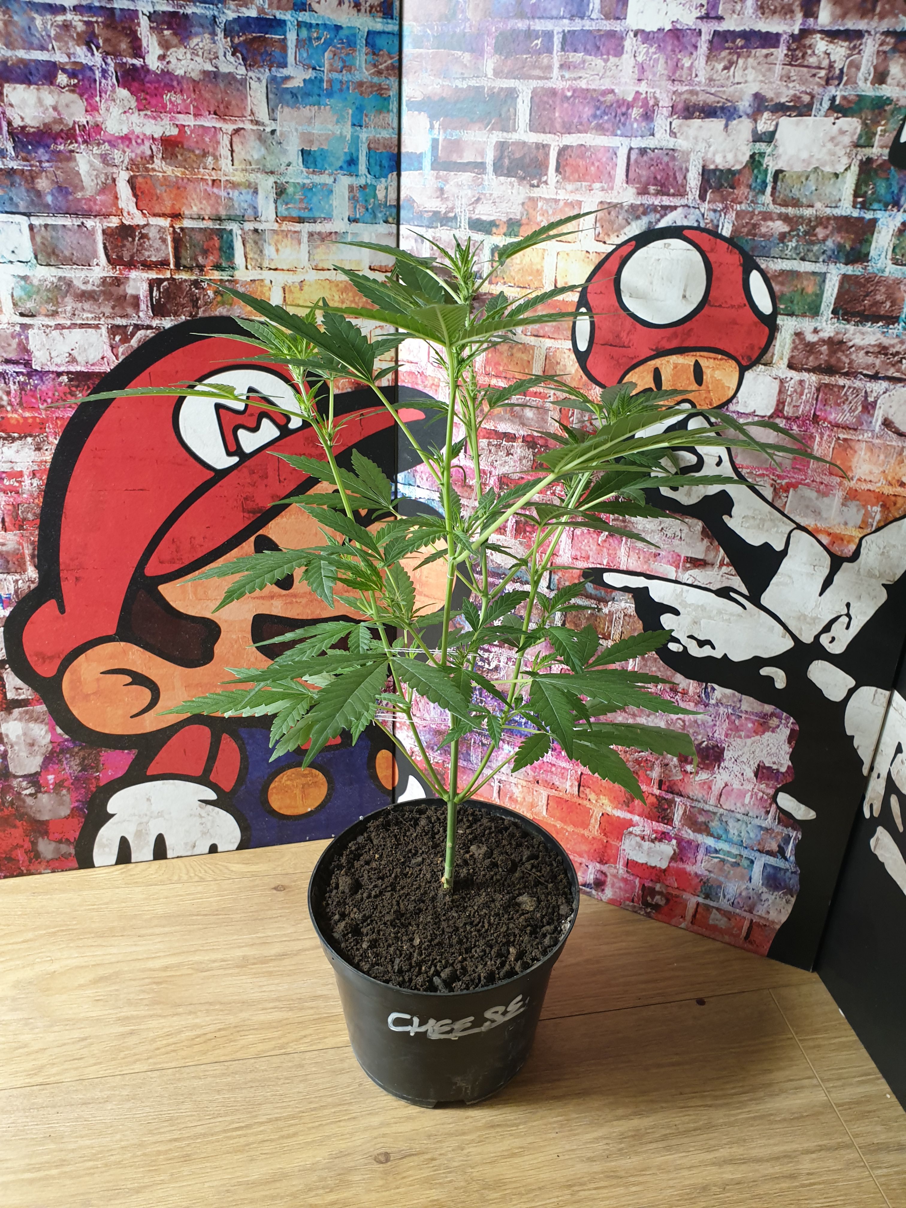 OG Cheese 1 2024 growlog photo 19
