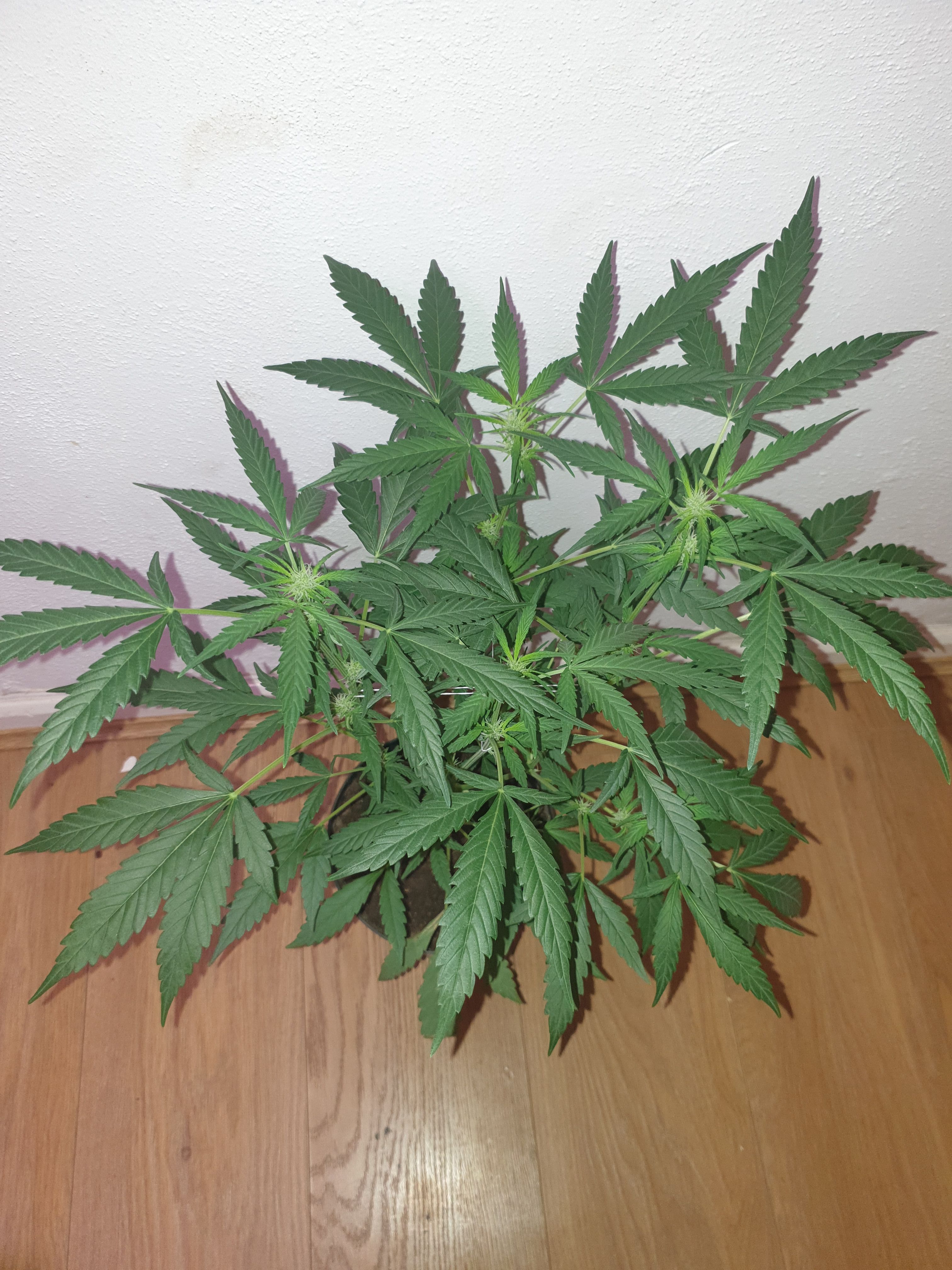 OG Cheese 1 2024 growlog photo 25