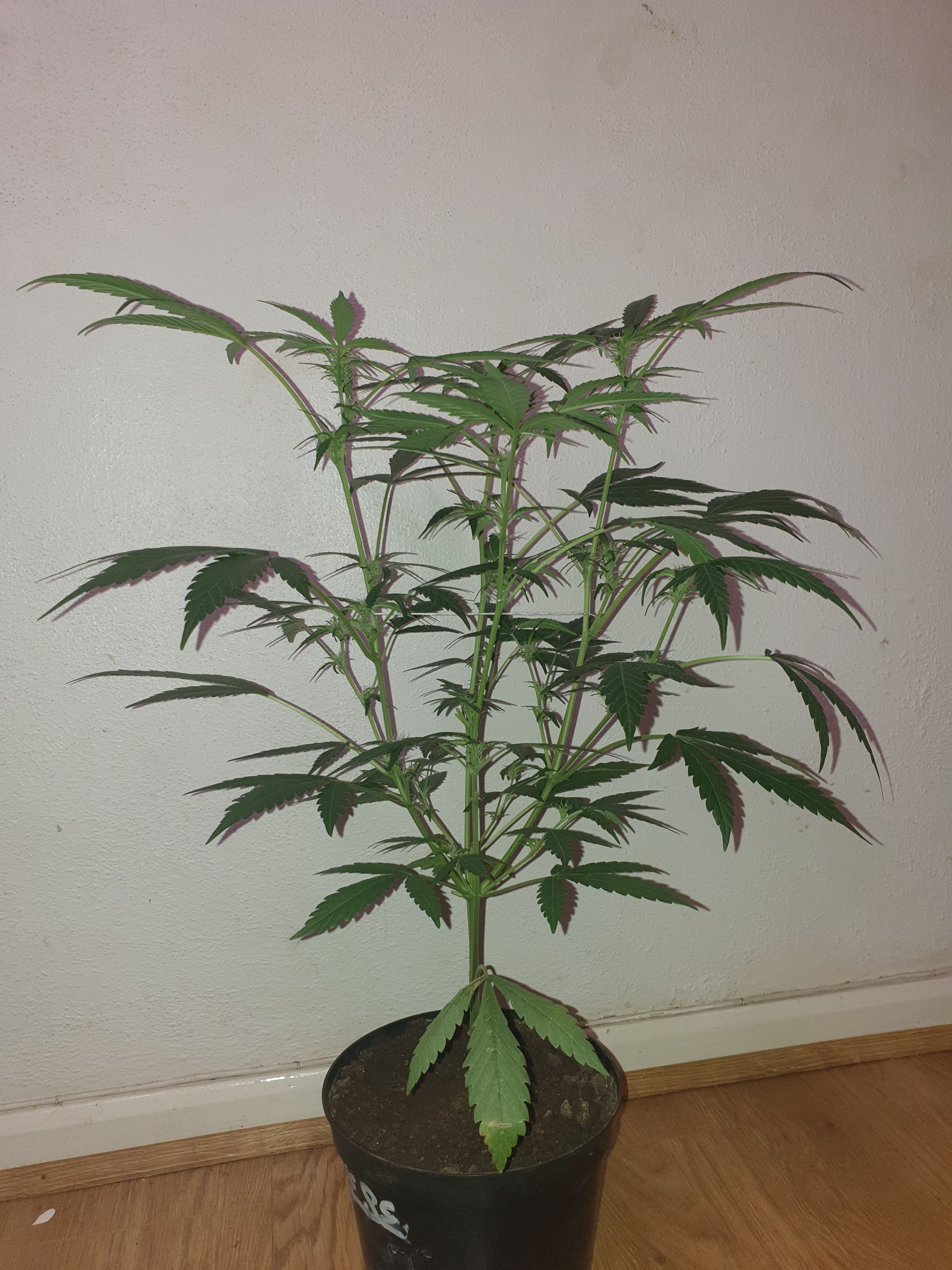 OG Cheese 1 2024 growlog photo 24