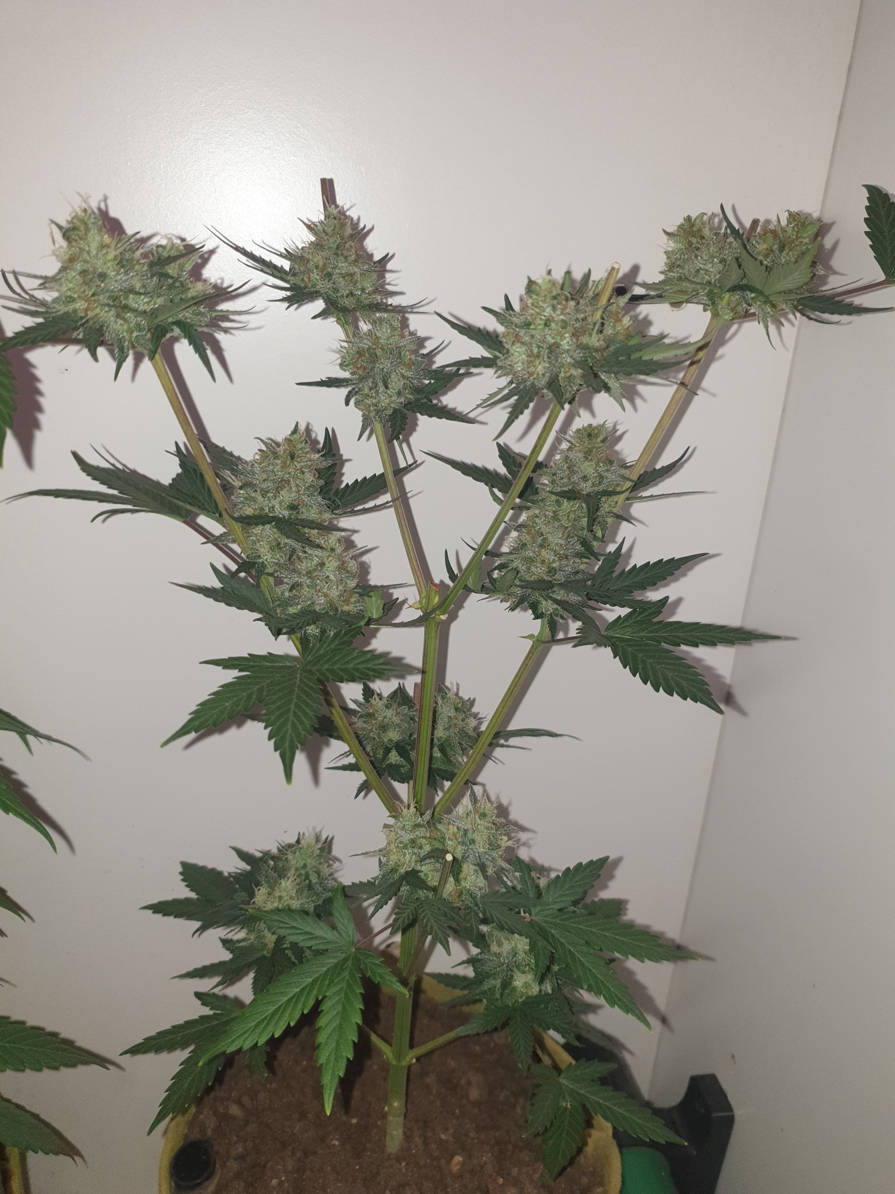 Straw banana 1 2024 growlog photo 41