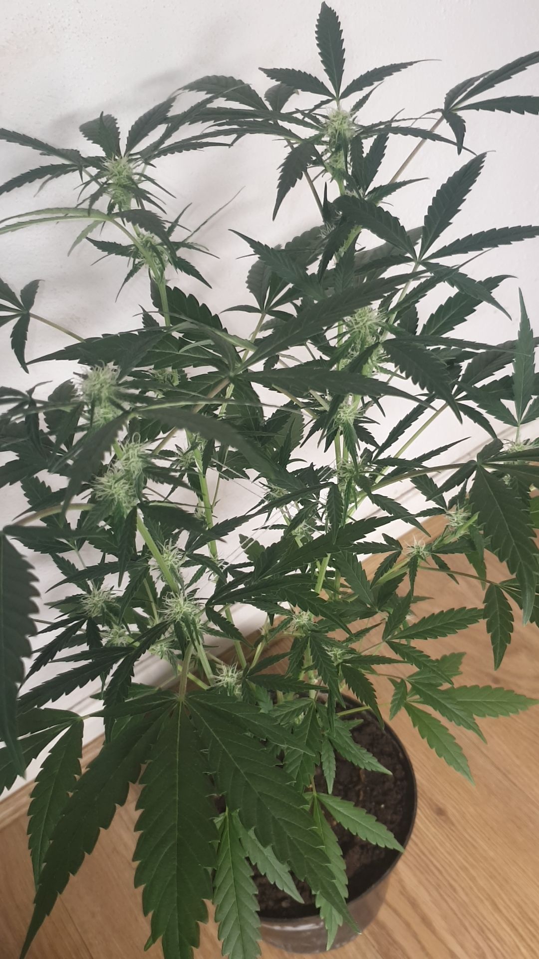 OG Cheese 1 2024 growlog photo 26